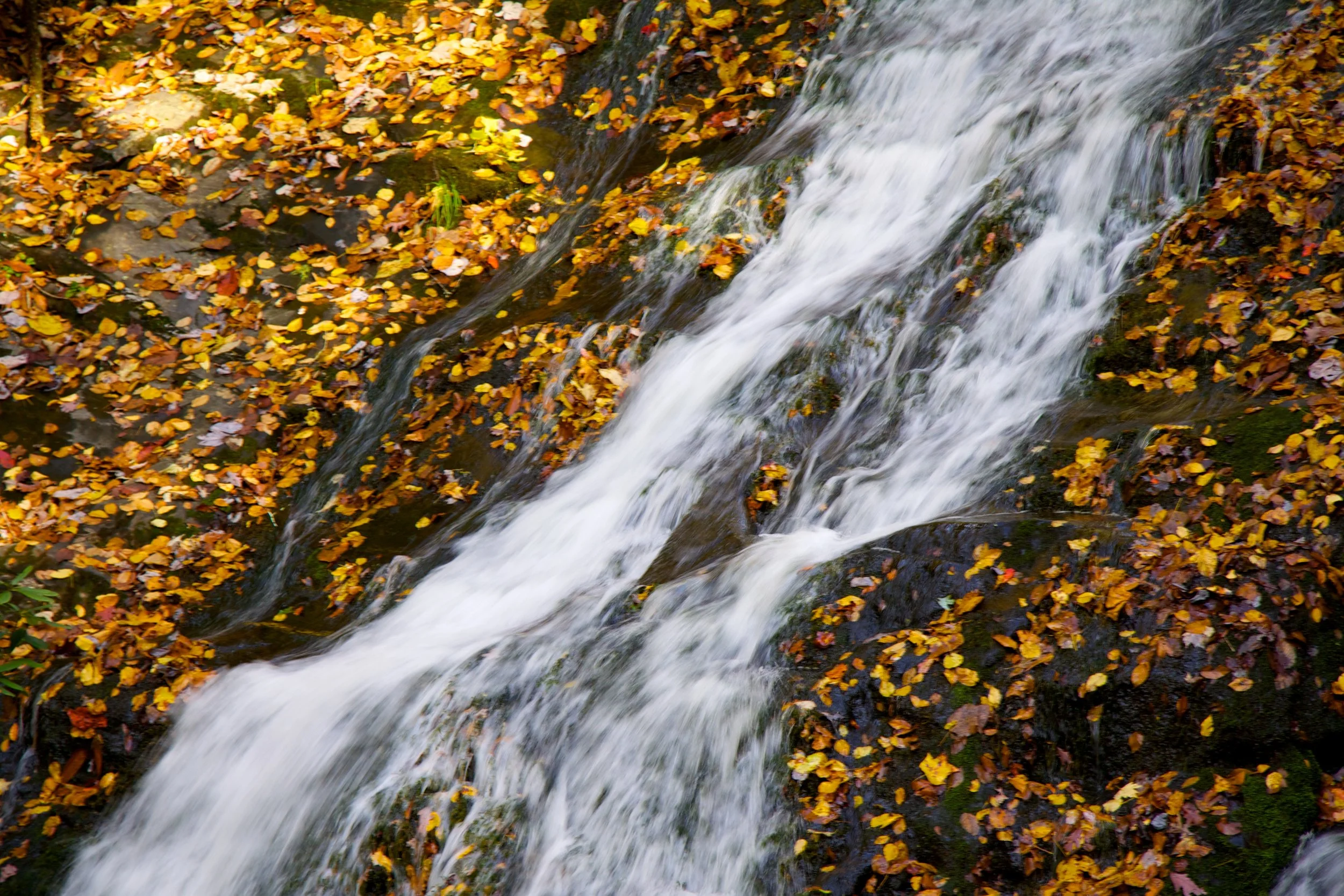Fall