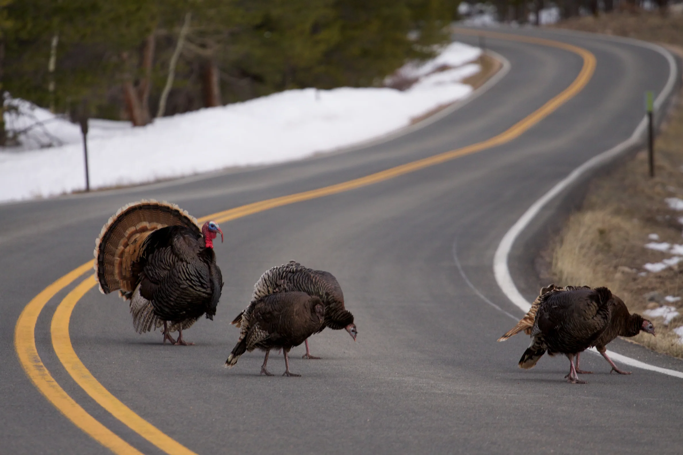 Turkey