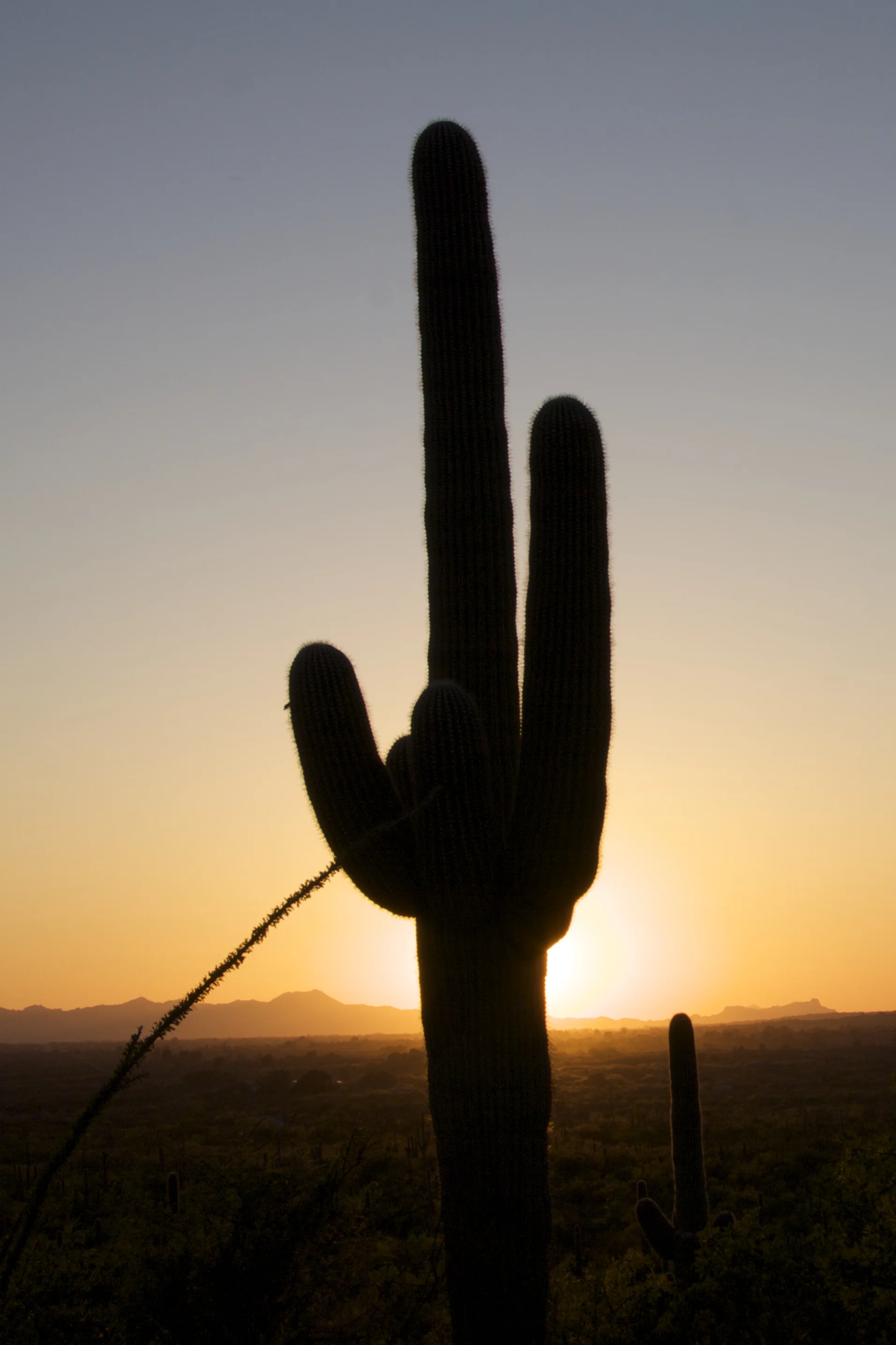 Saguaro Sunset