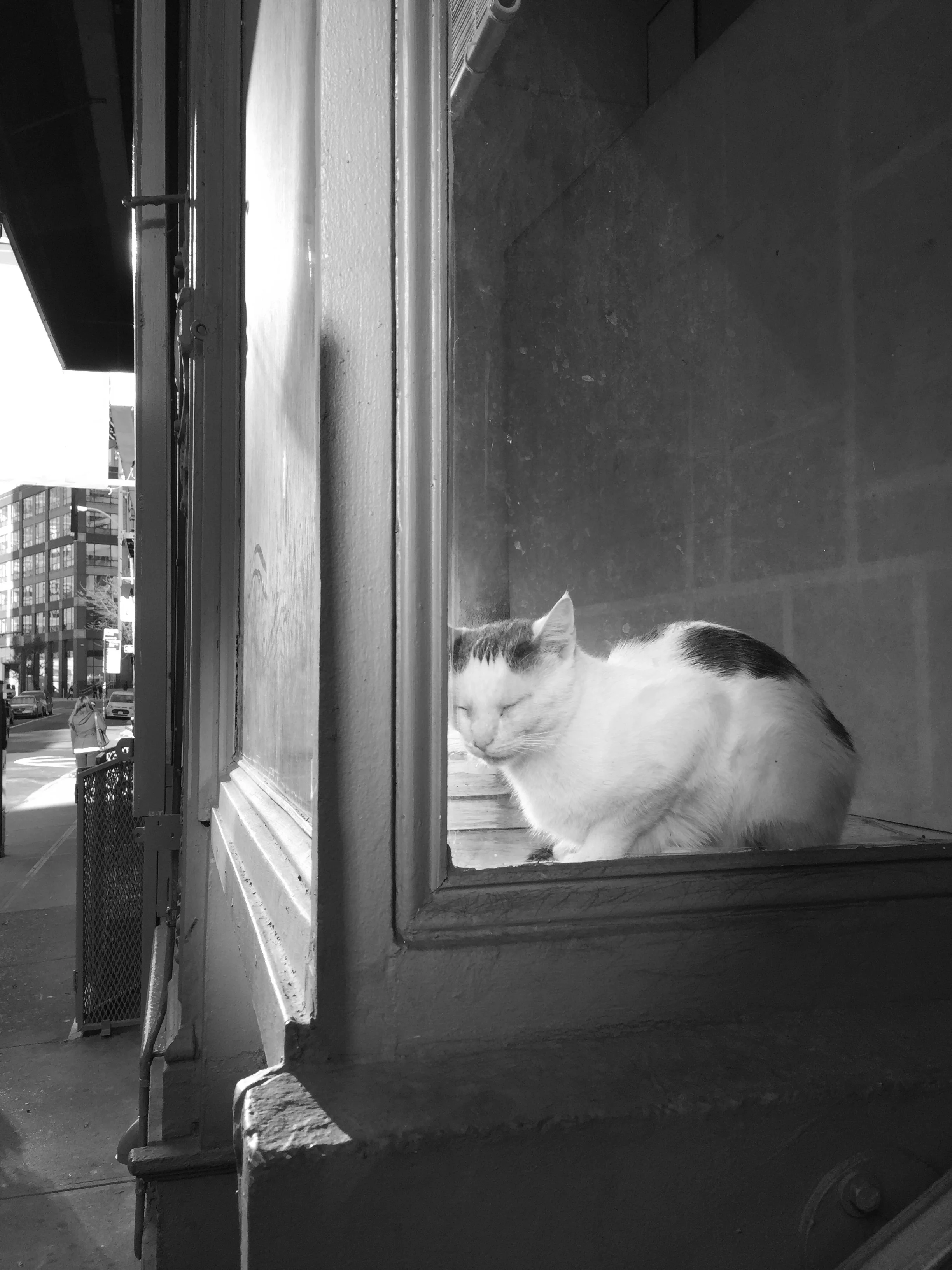 Display Cat