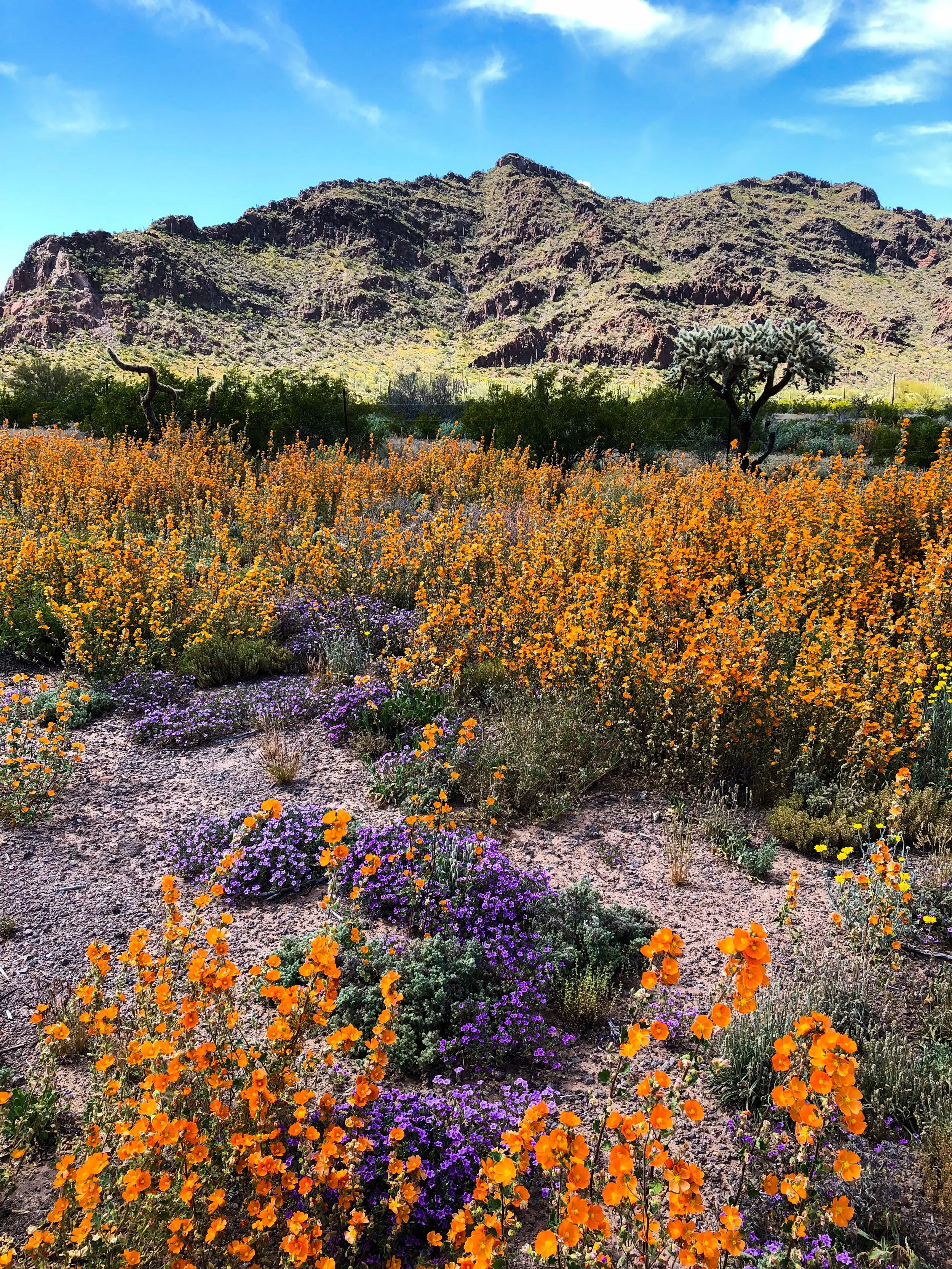 Pima County, AZ-2019