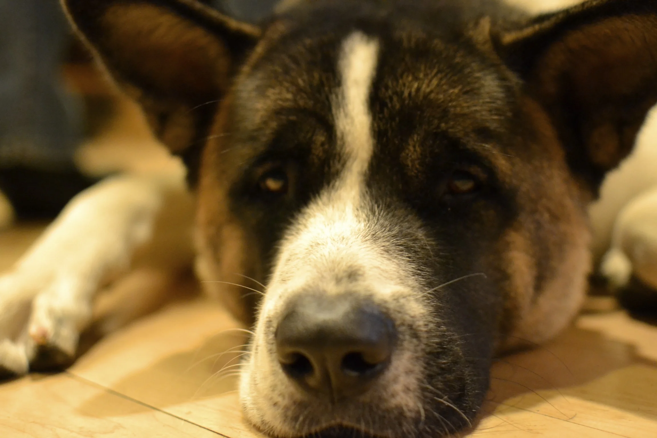 waiting for dinner to be over for scraps.