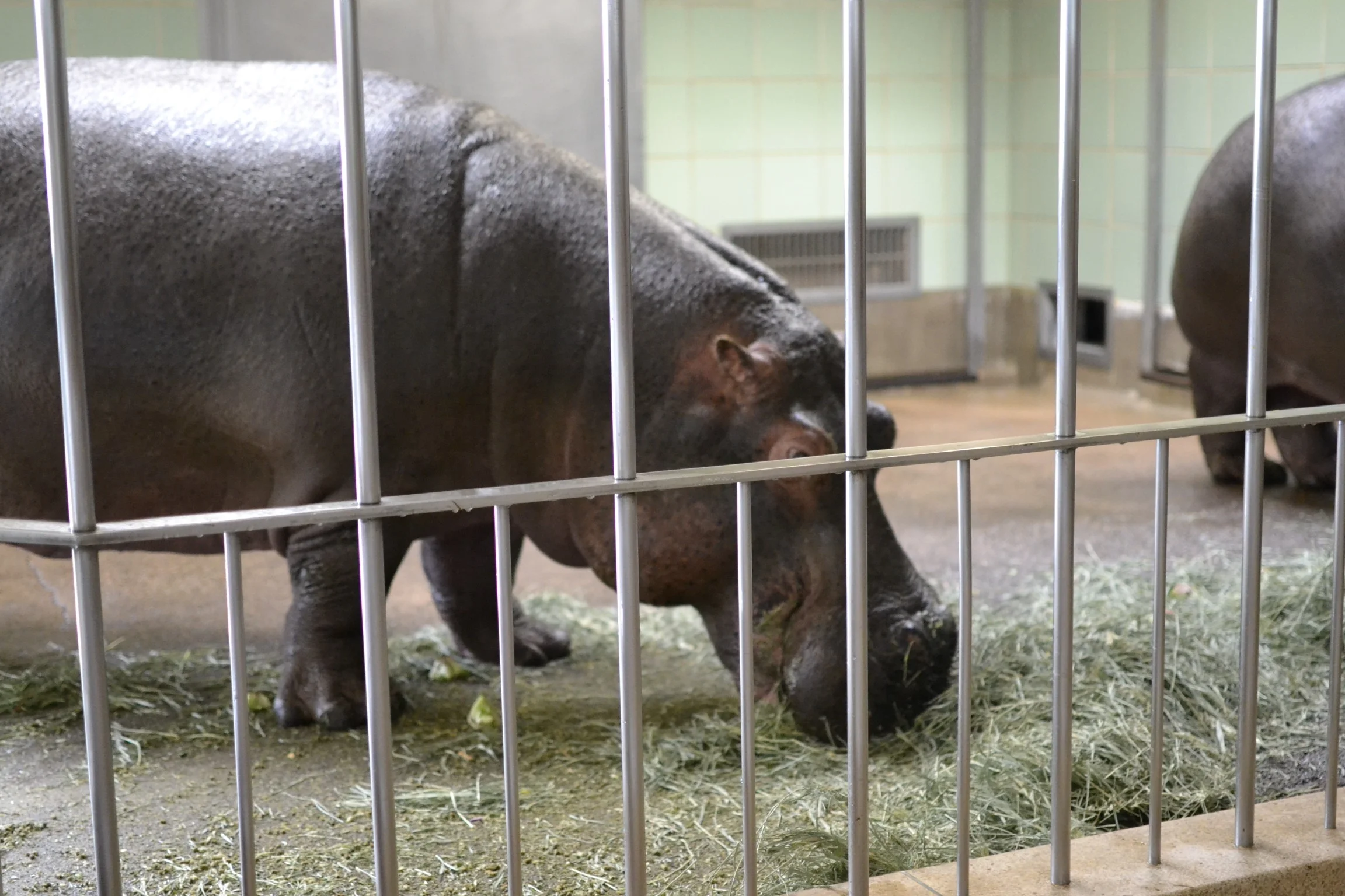 hippos are our favorite