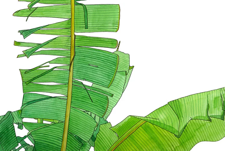 banana leaves.jpg