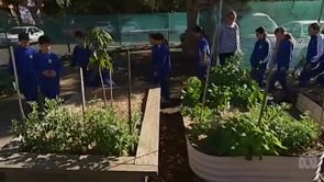 Fairfield Public School's Kitchen Garden on the ABC's 7:30 Report