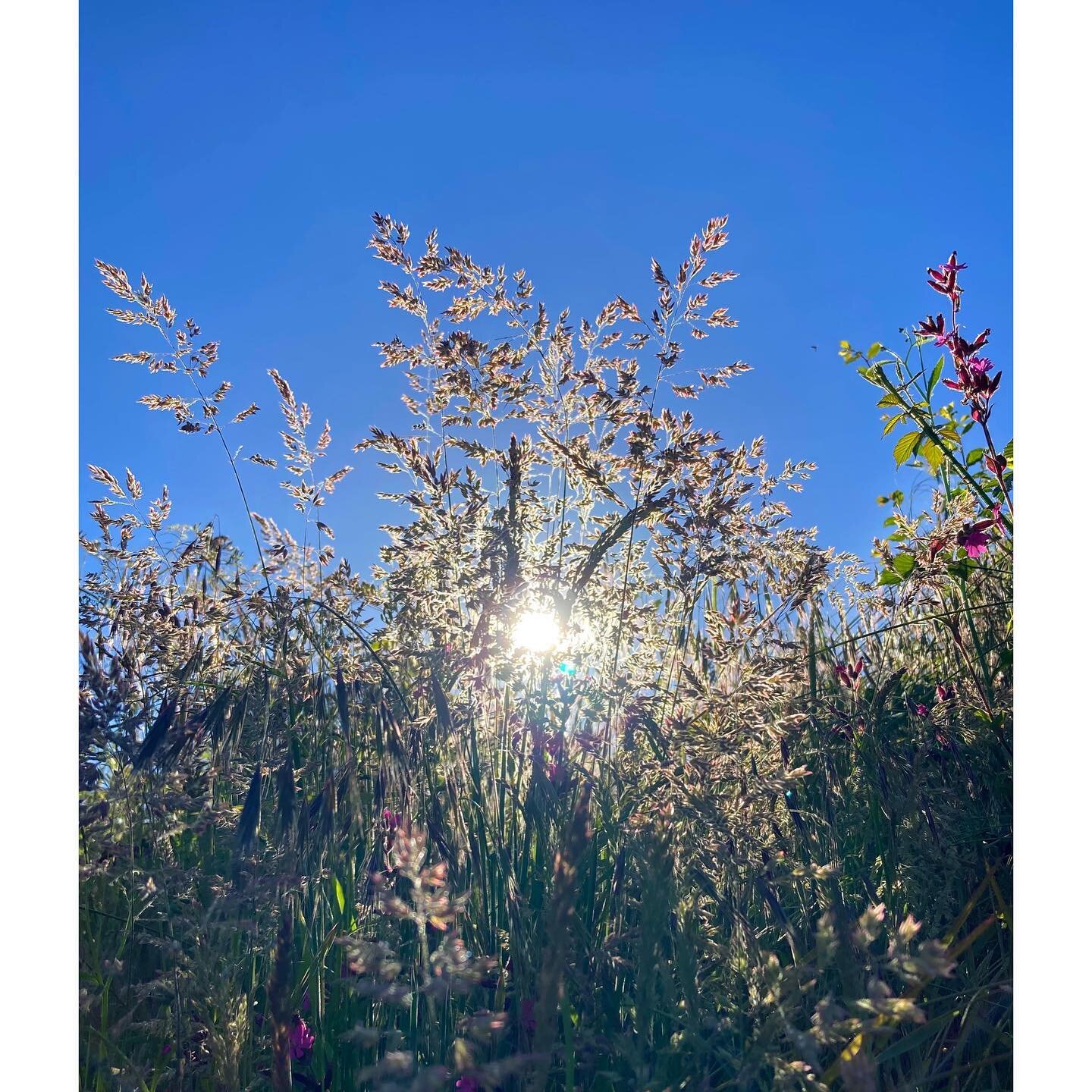 &ldquo;Ama gli alberi. Sono come noi. Radici a terra e testa al cielo.&rdquo; Erri De Luca

&ldquo;Love the trees. They are like us. Roots to the ground and head to the sky.&rdquo; ❤️

Read this beautiful quote today and wanted to share. I always fee