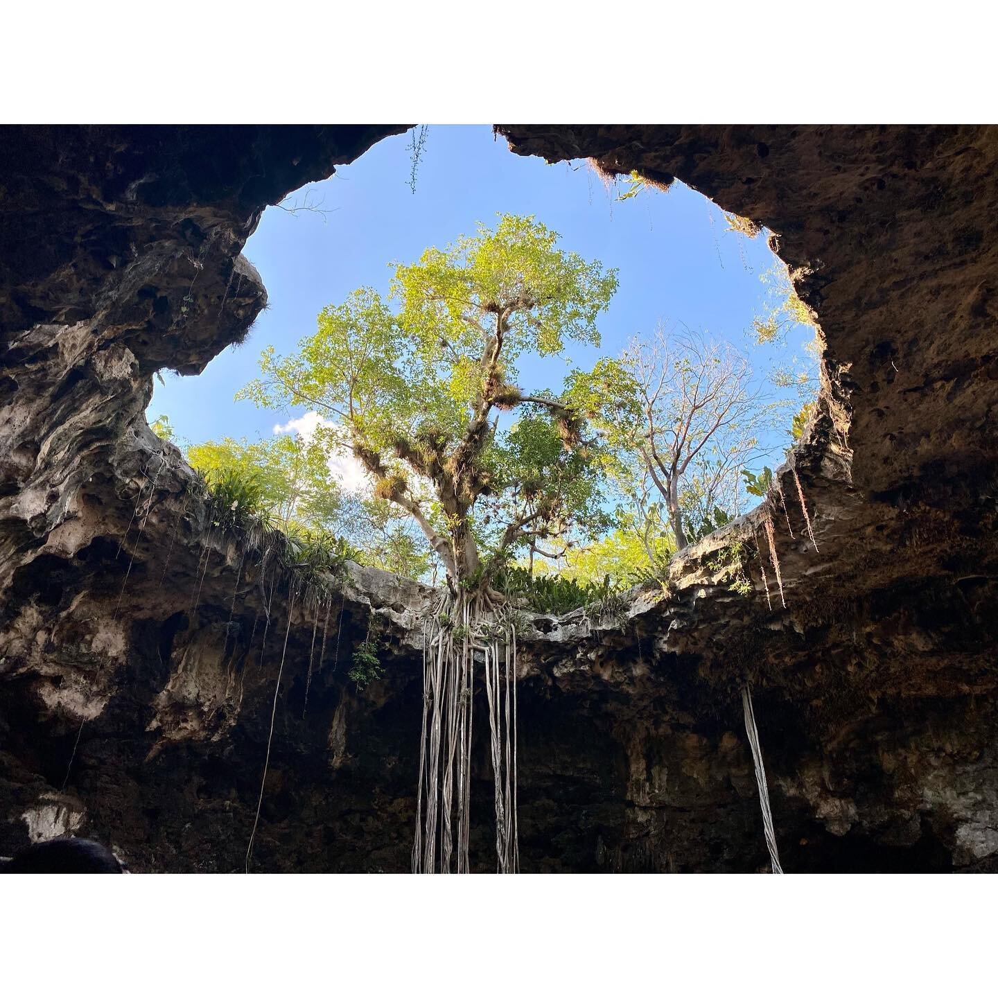 Cenotes for days 💦

#cenote #yucatan #mexico #travel #travelphotography