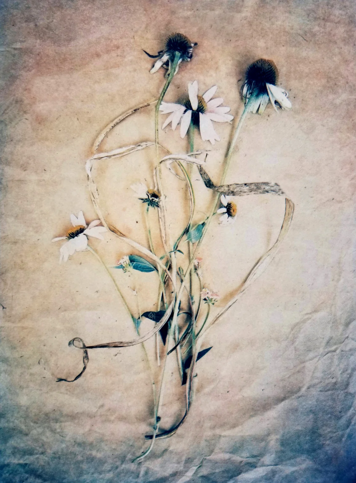 Diana H. Bloomfield