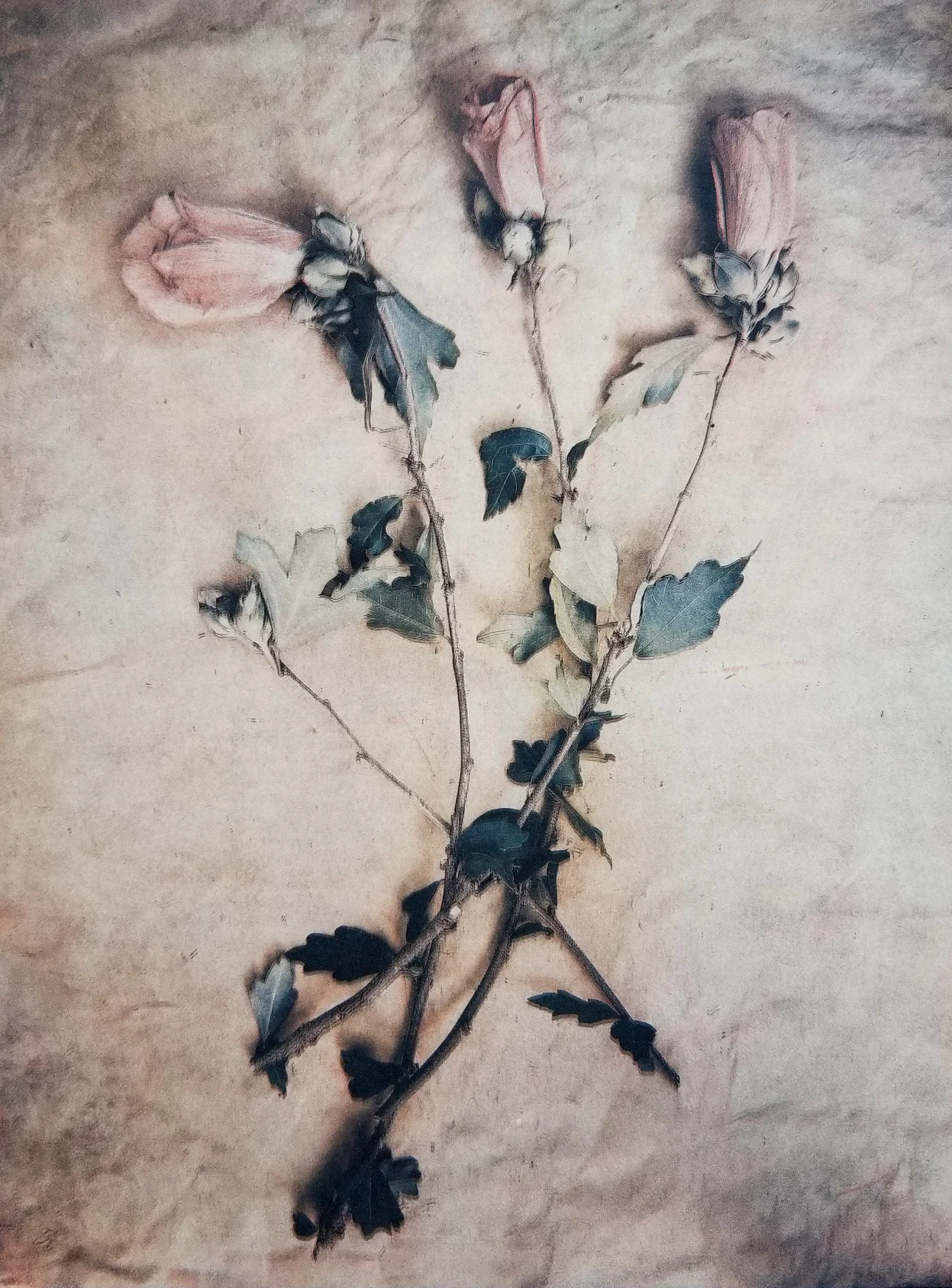 Diana H. Bloomfield