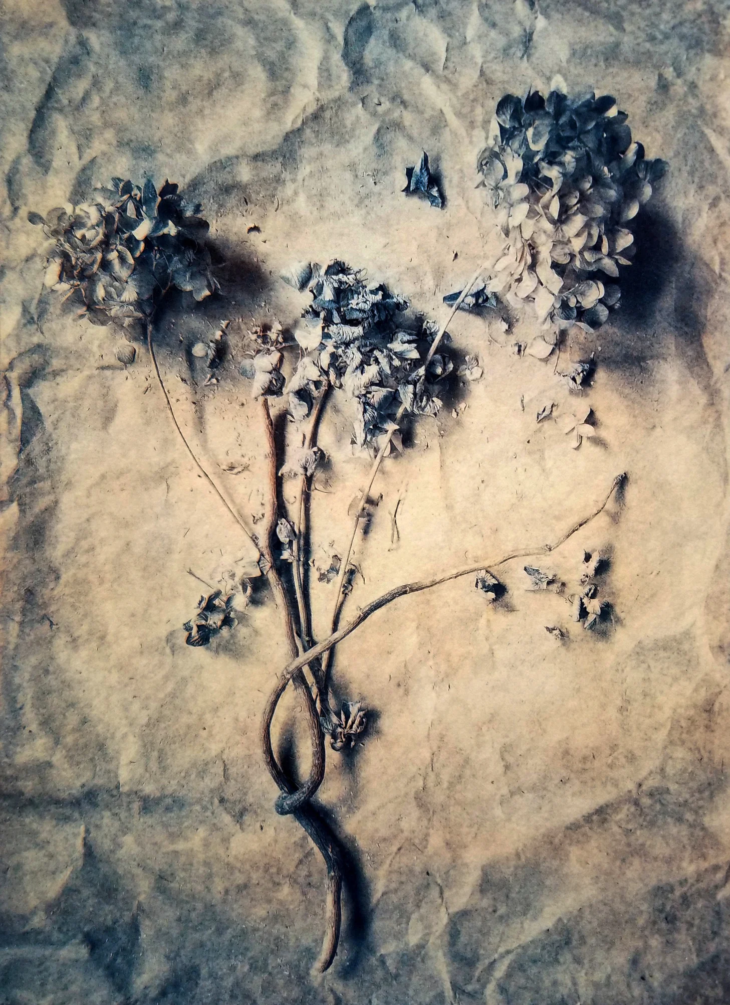 Diana H. Bloomfield