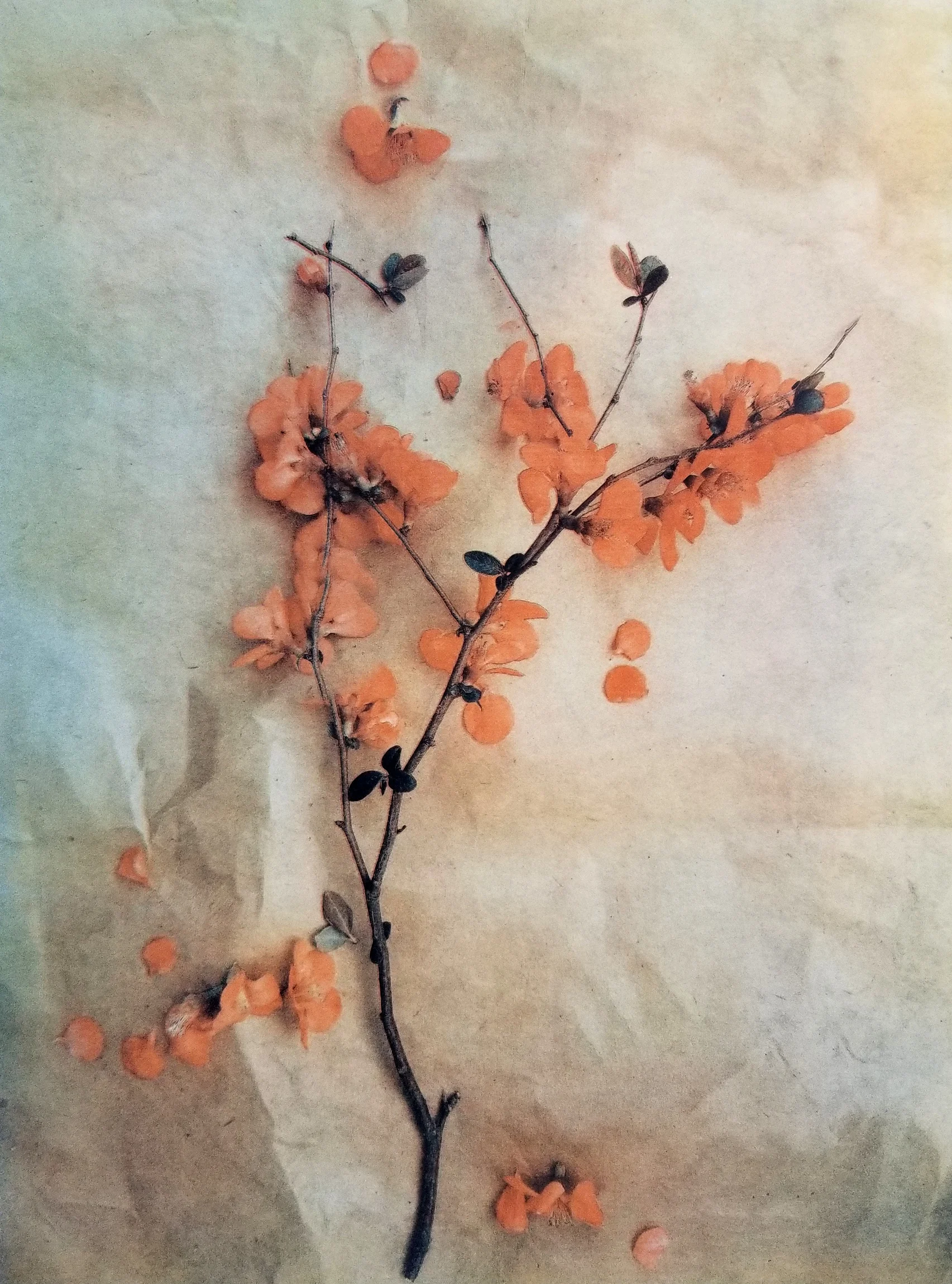 Diana H. Bloomfield