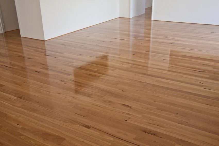 Blackbutt6.jpg