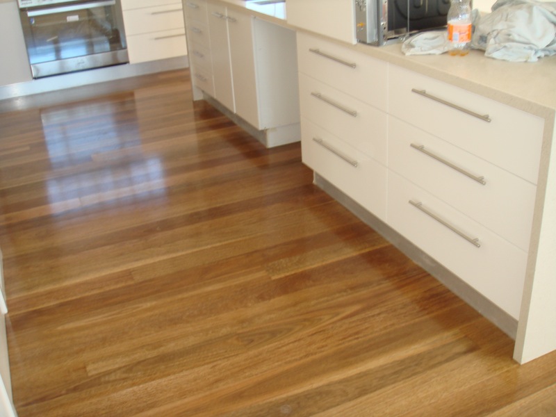 Spotted Gum 1.jpg