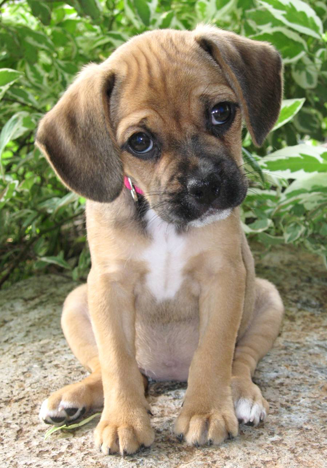 If this puppy wanted you to stop smoking...would you?