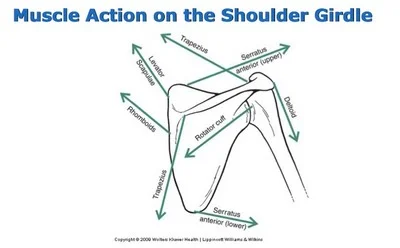 There's so much going on at the shoulder, it's a wonder how more people aren't in pain!