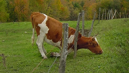 Sometimes you need to push through your comfort zones....permitted, there's no barbed wire.