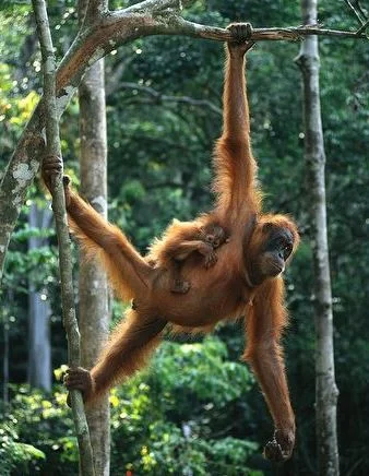 If Orangutans could deadlift, they would be monsters (in a good way)