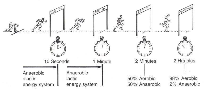 This is not completely accurate. The human body is a bit more complex..