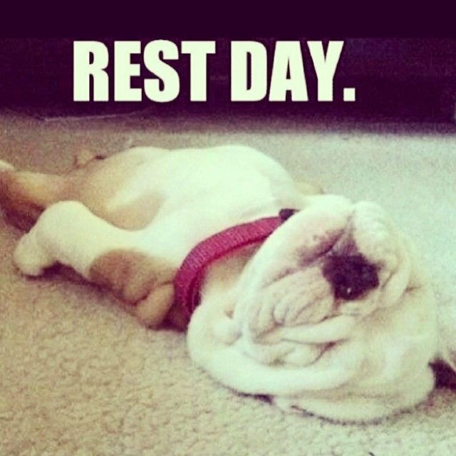 Rest and recovery are not the same. Even for canines.