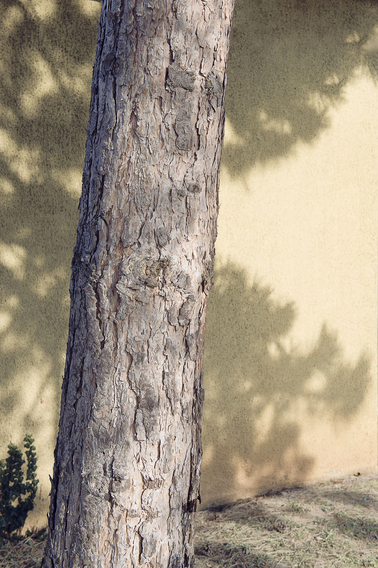 _PPP0145.jpg