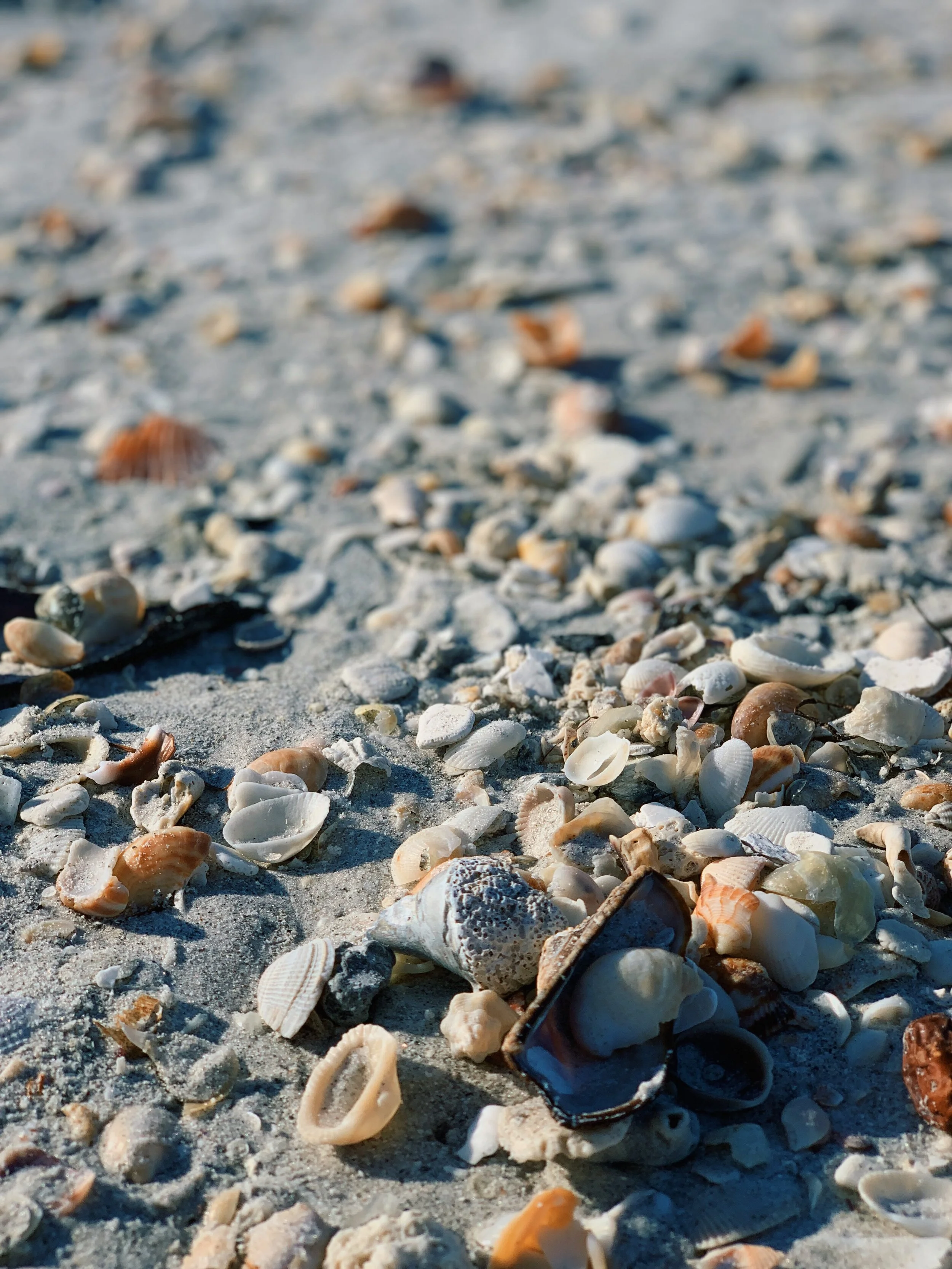 Sand & Shells