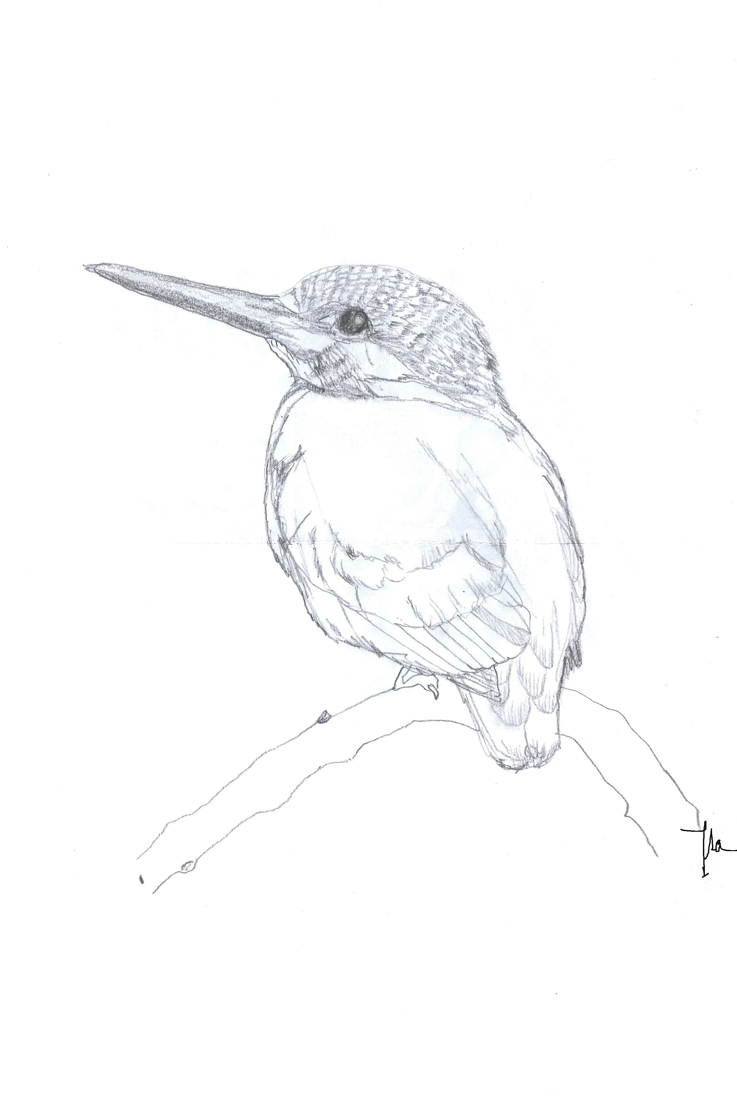 Alcedo_attis.jpg