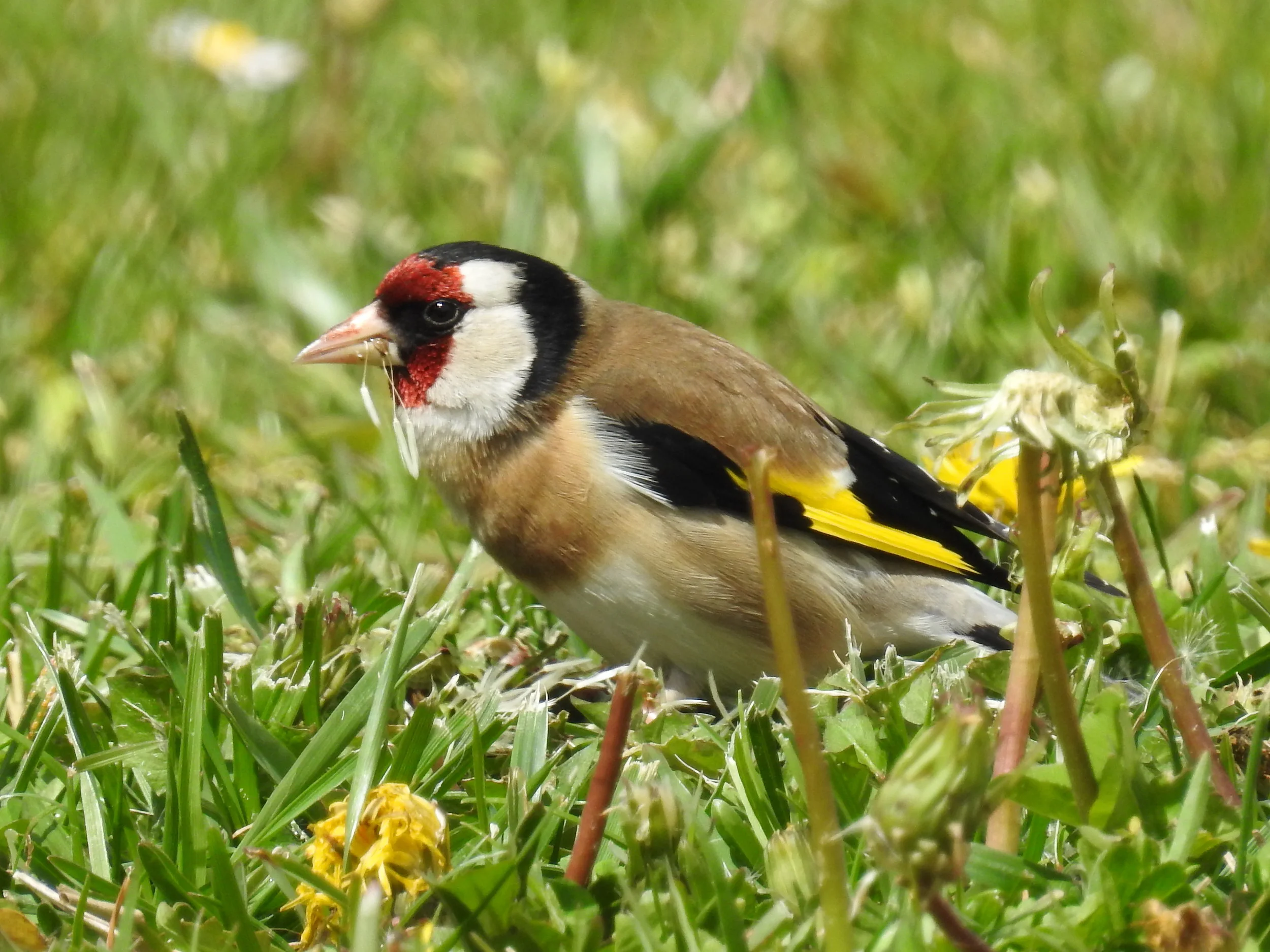  Pintassilgo (c arduelis carduelis),&nbsp; Jardim da Vala Real: 25-03-2017. 