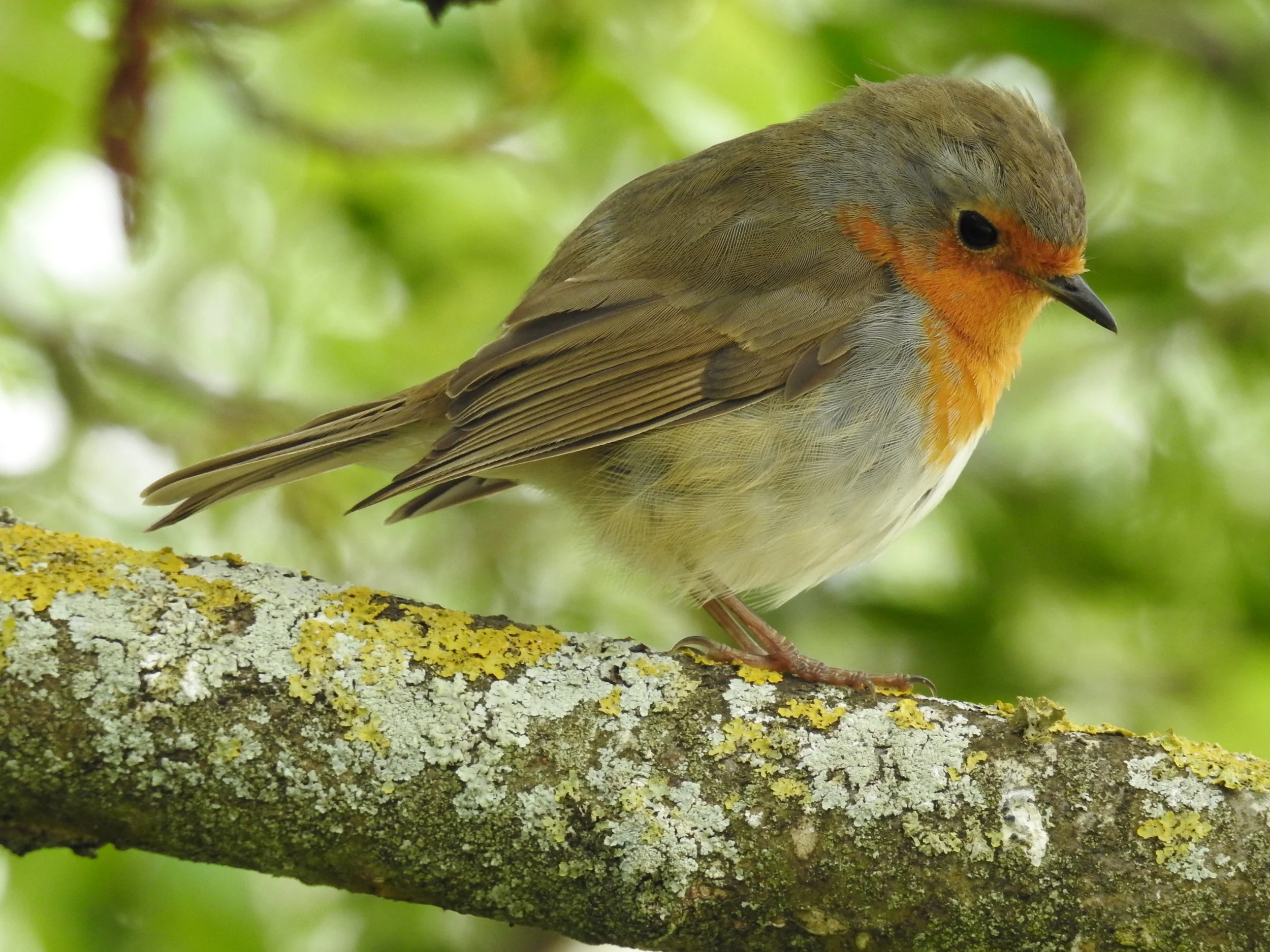  Pisco-de-peito-ruivo (e rithacus rubecula),&nbsp; Jardim de Santo Agostinho: 25-03-2017. 