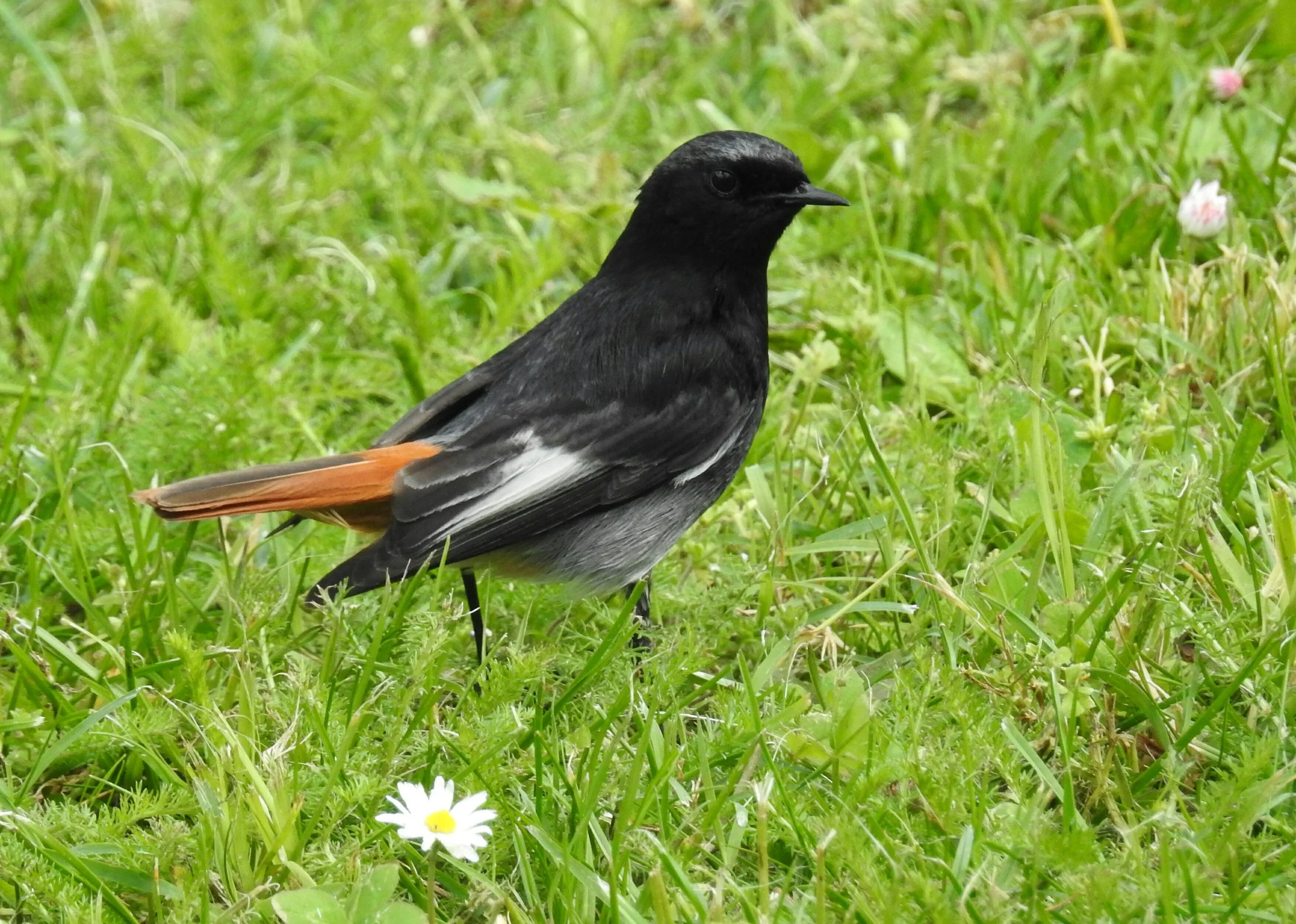  Rabirruivo-preto ( phoenicurus ochruros),&nbsp; Jardim de Santo Agostinho: 25-03-2017. 