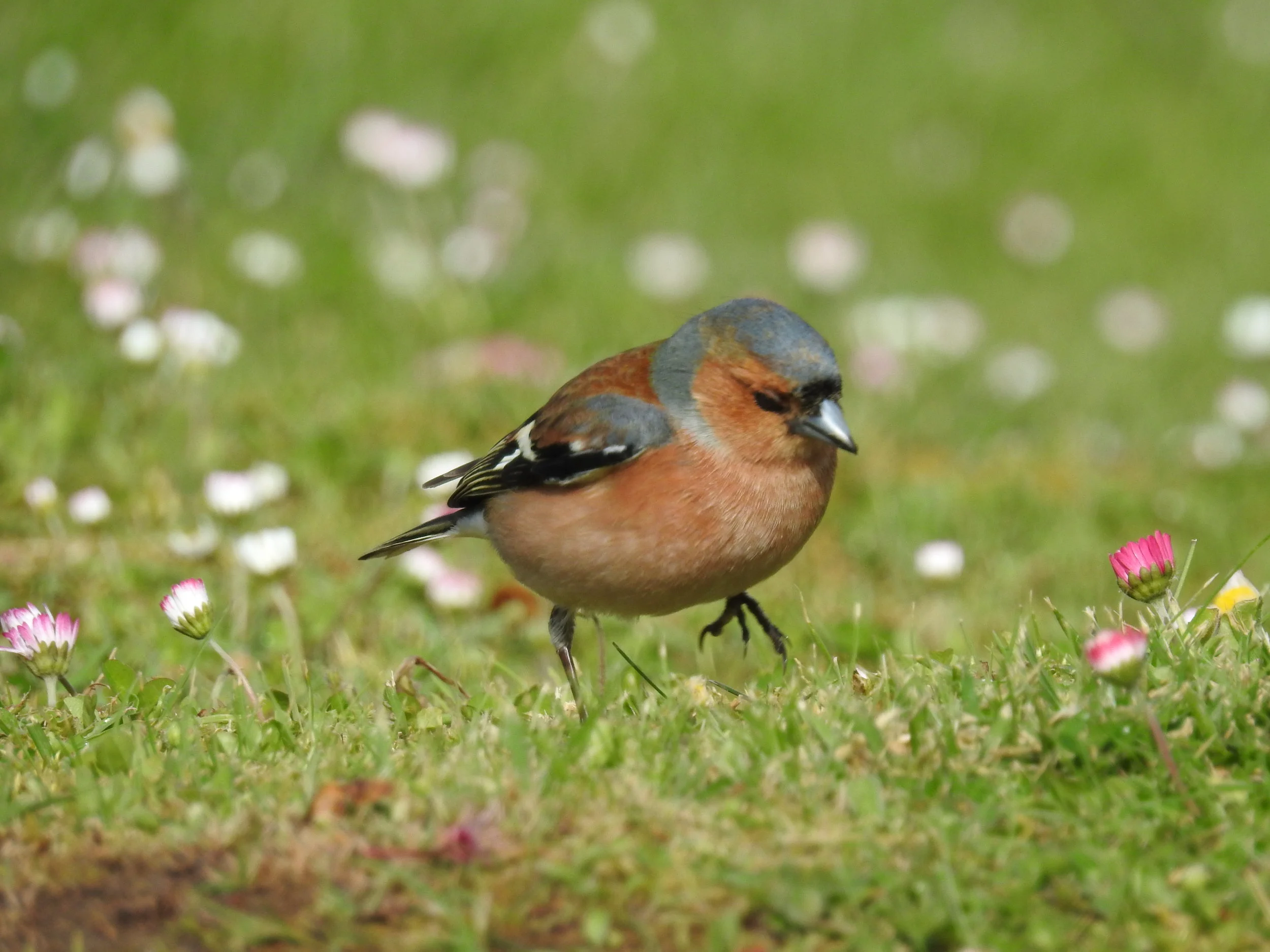  Tentilhão ( fringilla coelebs),&nbsp; Jardim de Santo Agostinho: 25-03-2017. 