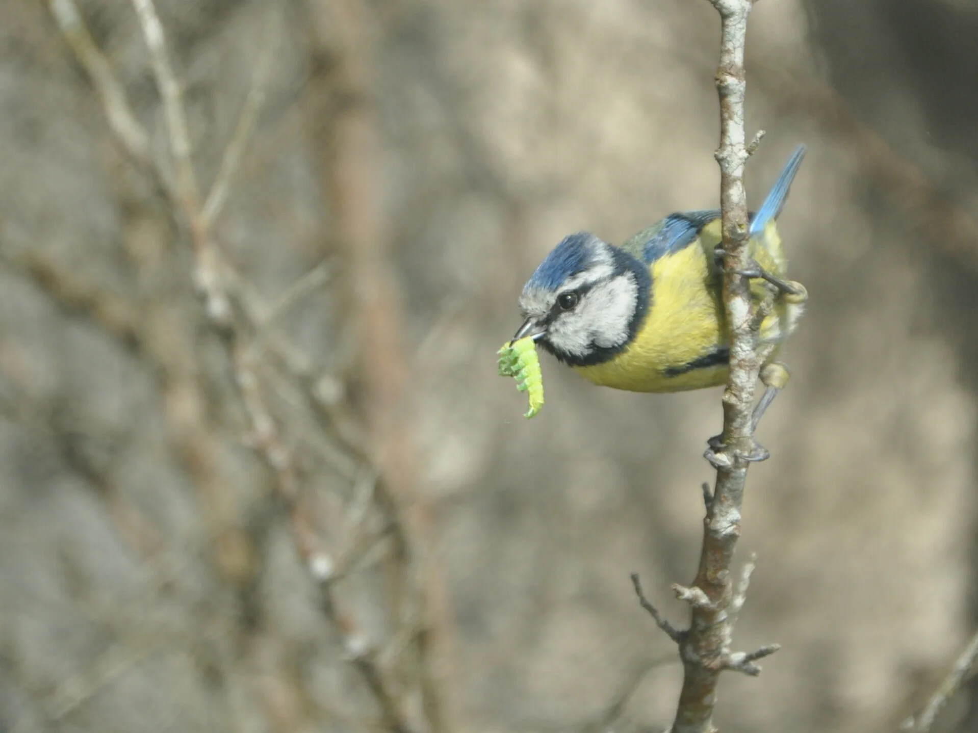 Chapim-azul ( cyanistes caeruleus), Jardim Luís de Camões: 23-05-2016.