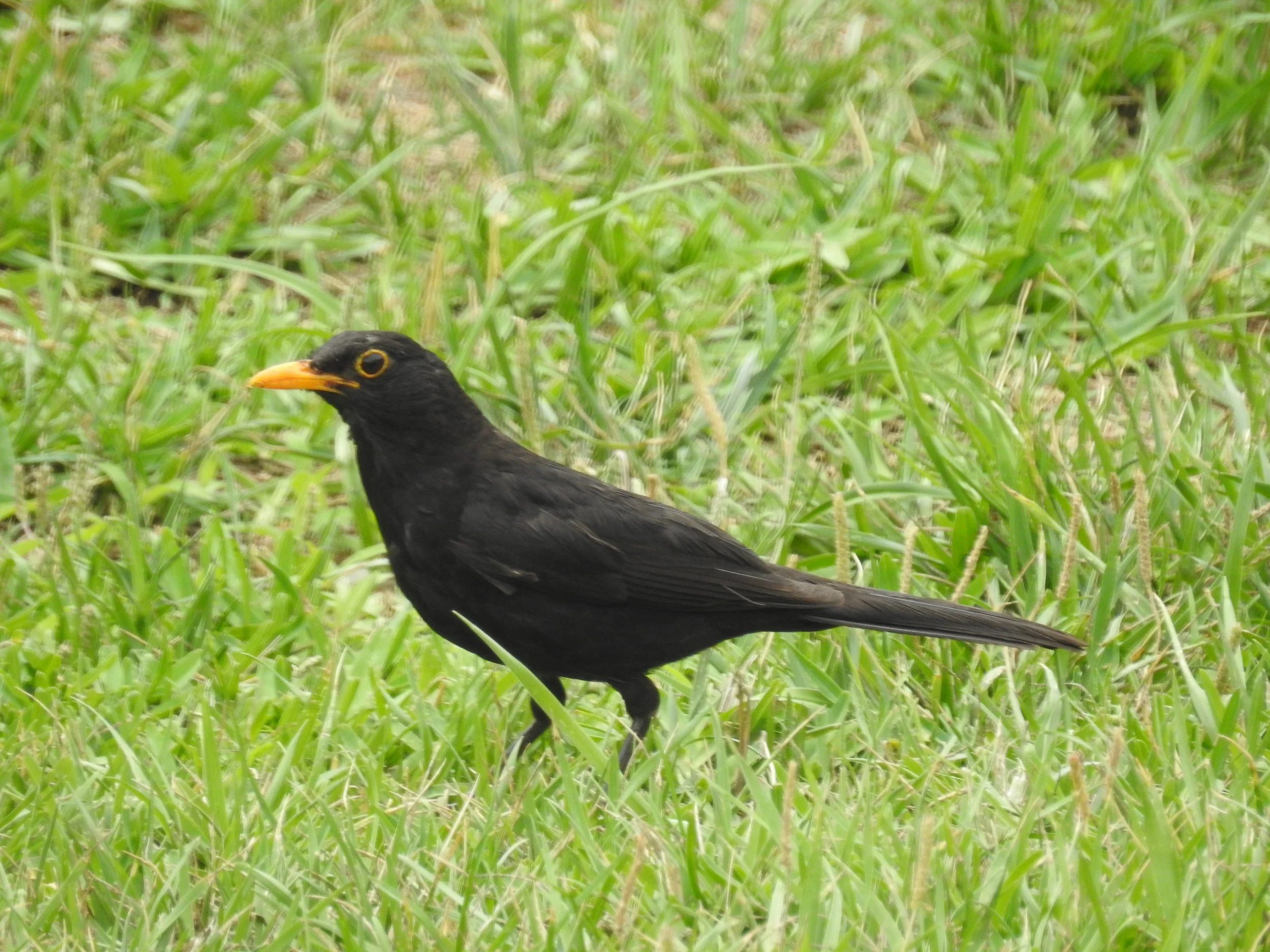 Melro ( turdus merula),&nbsp; Jardim Luís de Camões: 24-06-2017. 