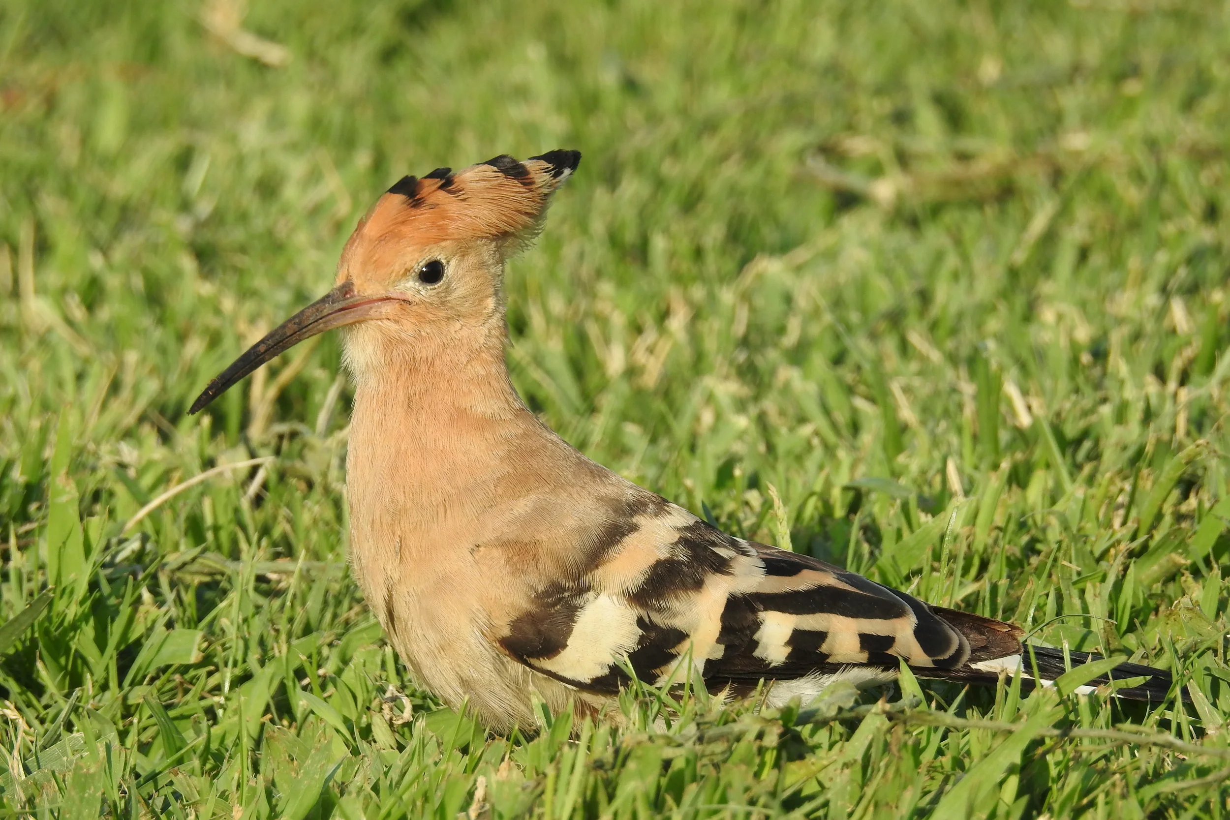  Poupa ( upupa epops),&nbsp; Centro de Lançamentos de Leiria: 06-07-2017. 