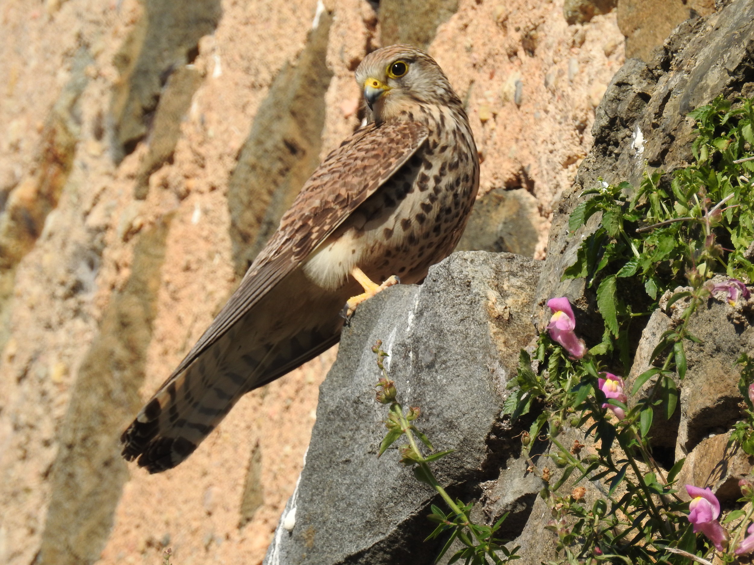  Falcão-peneireiro ( falco tinnunculus),&nbsp; Castelo de Leiria: 08-04-2017. 