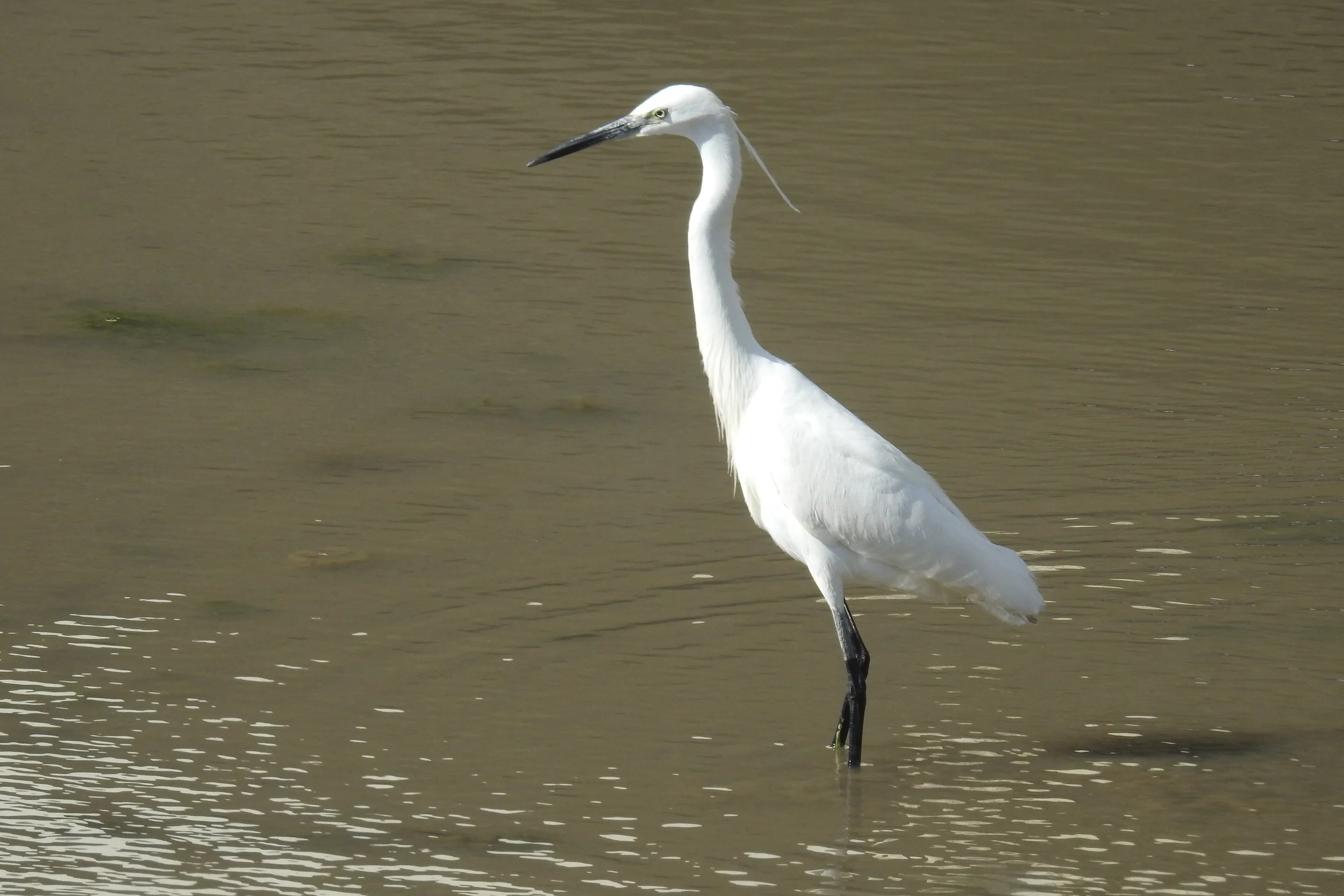  Garça-branca-pequena ( egretta thula),&nbsp; Junto à ponte Hintze Ribeiro: 07-07-2017. 