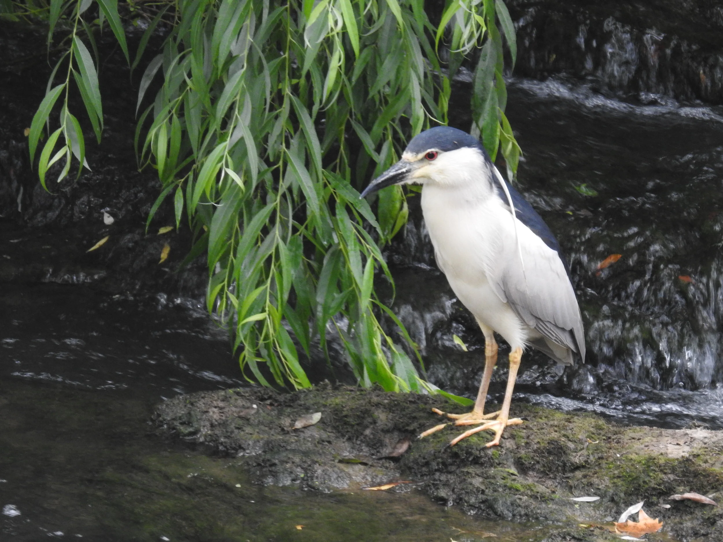  Goraz ( nycticorax nycticorax ), na cascata da ponte Hintze Ribeiro: 24-06-2017. 