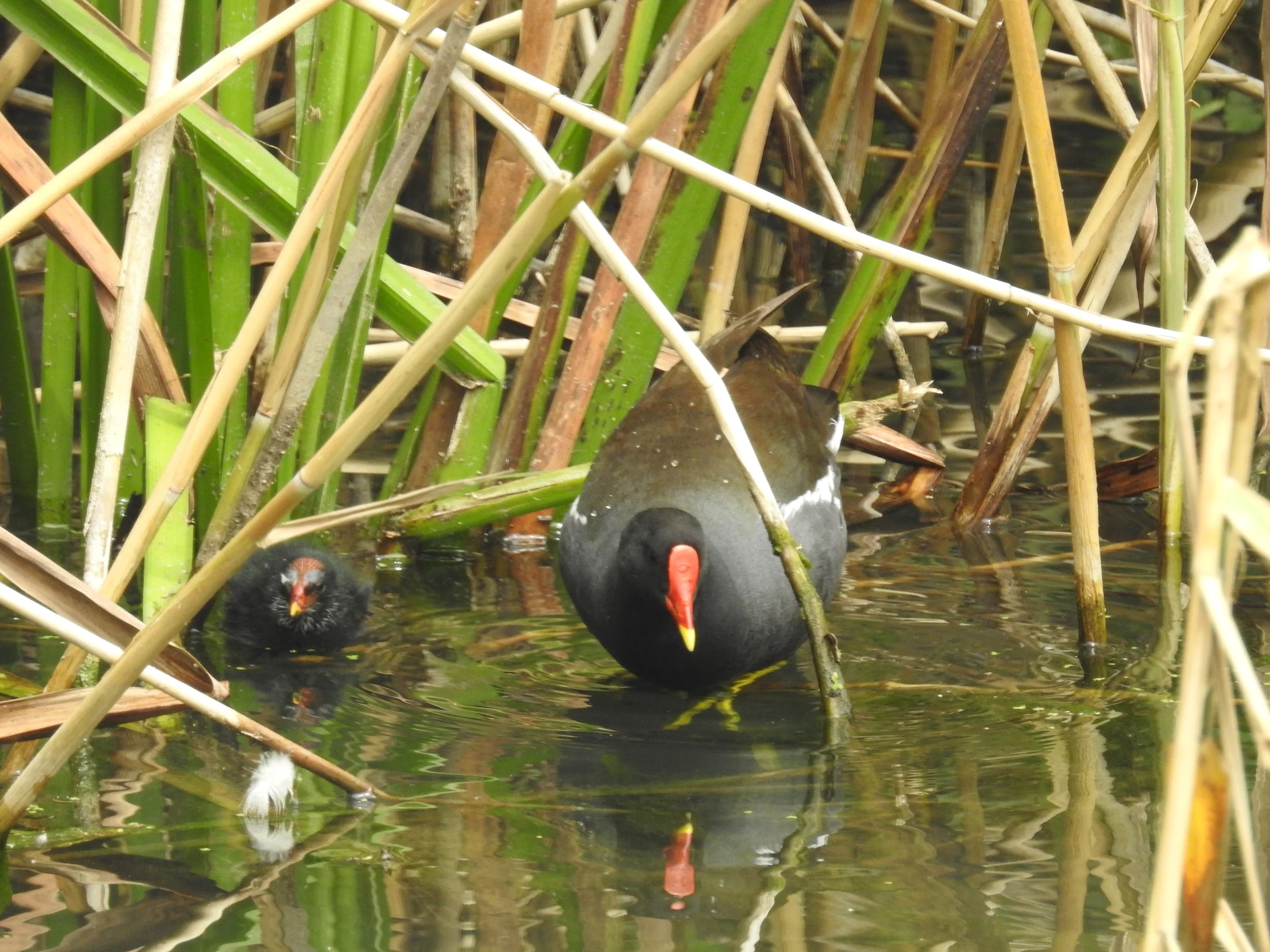  Galinha-d´água ( gallinula chloropus ), na cascata da ponte Hintze Ribeiro: 24-06-2017. 