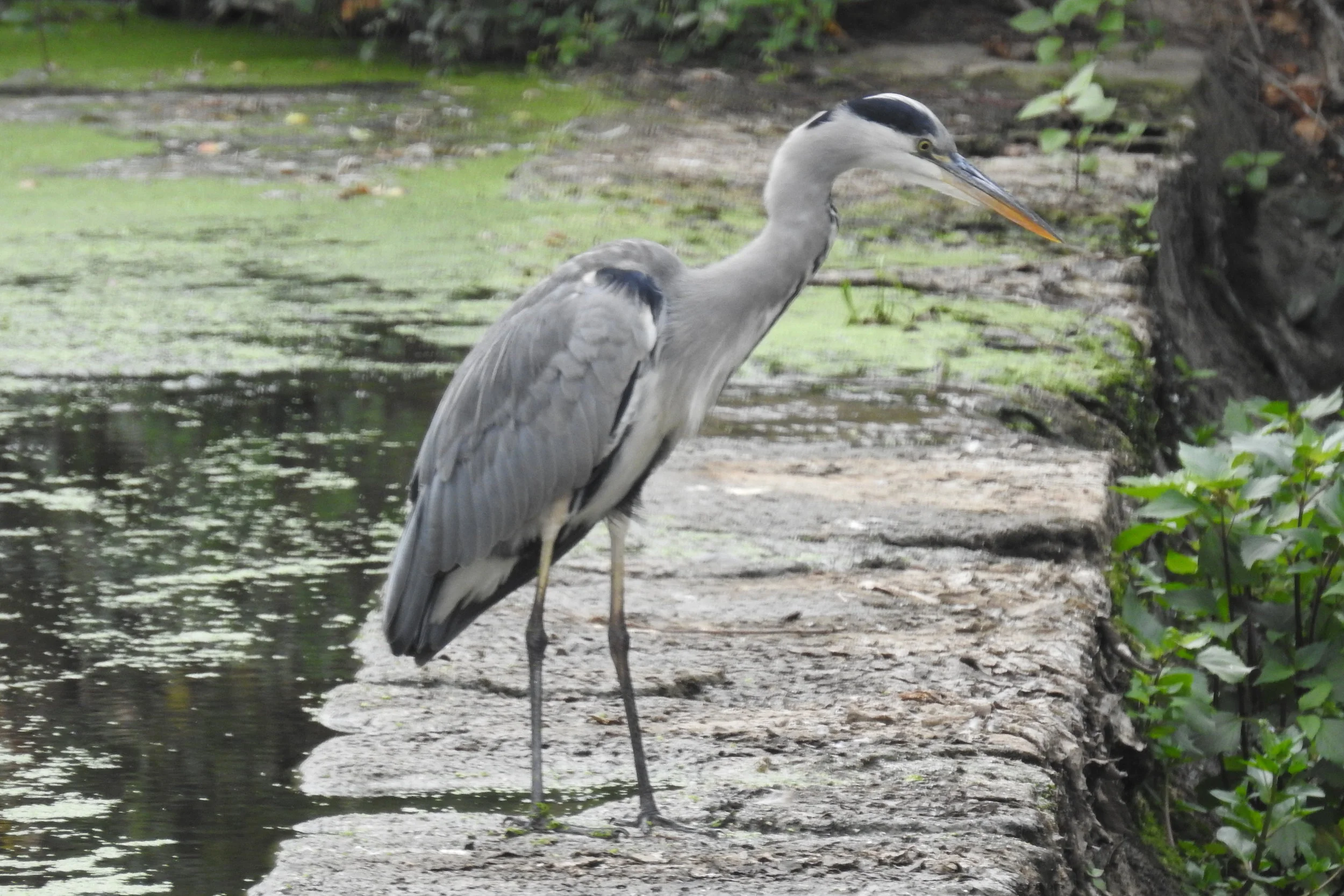 Garça-real ( ardea cinerea ), na cascata da ponte Hintze Ribeiro: 14-08-2017. 