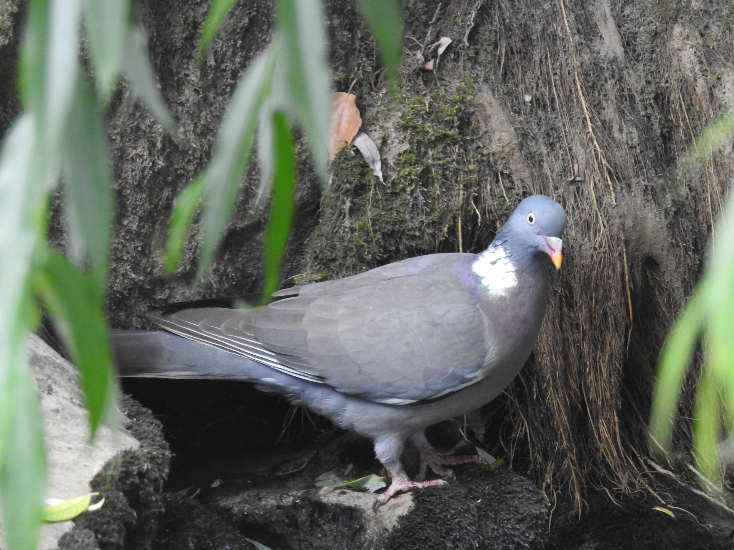  Pombo-torcaz ( columba palumbus ), junto aos bombeiros: 24-06-2017. 