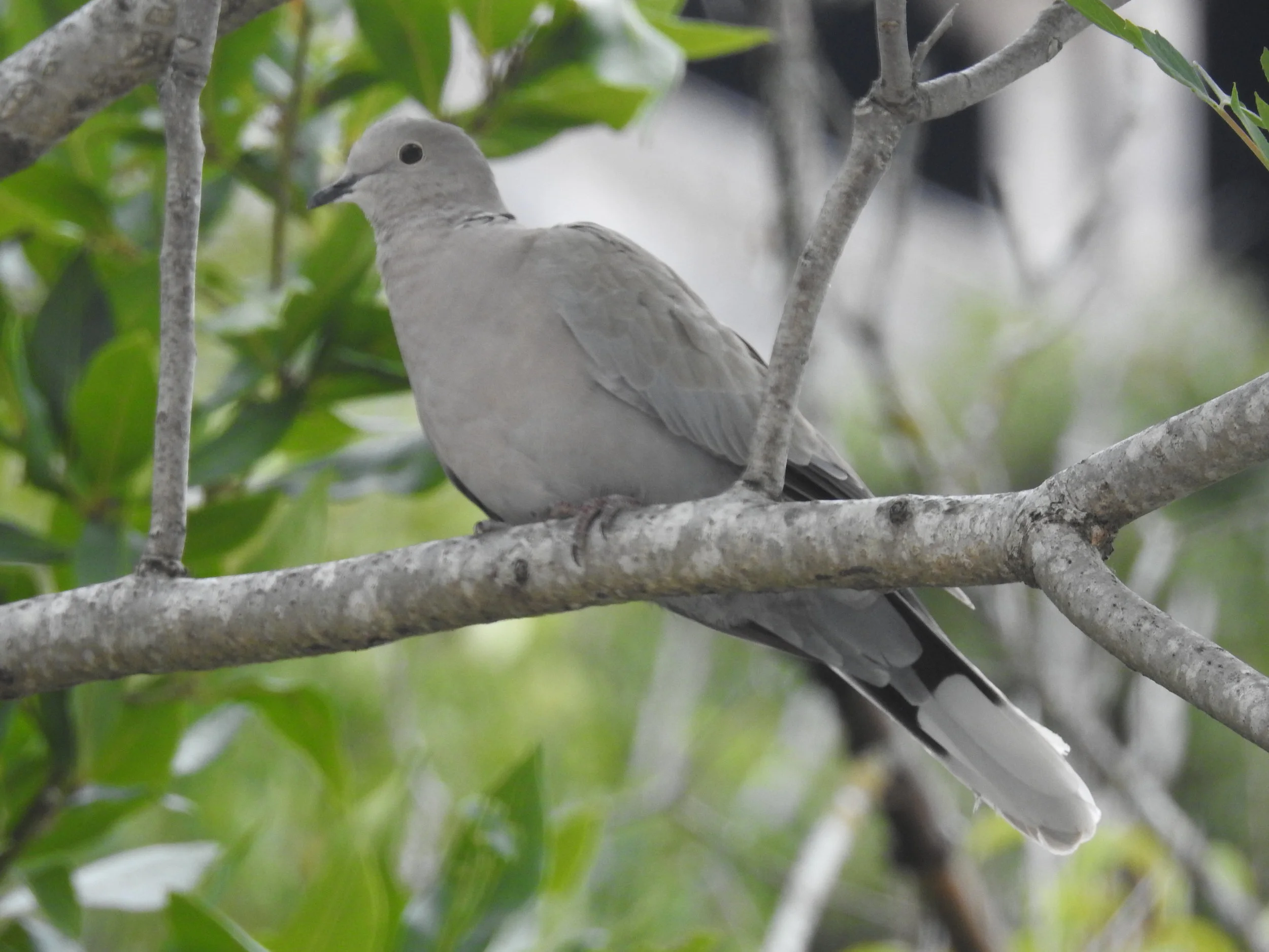  Rola-turca ( streptopelia decaocto ), junto aos Bombeiros: 27-05-2017. 