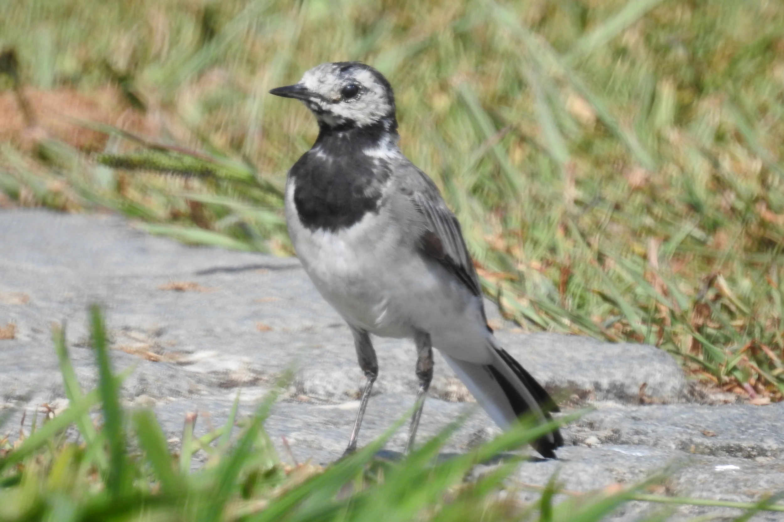  Alvéola-branca ( motacilla alba ), Jardim de Santo Agostinho: 14-08-2017. 