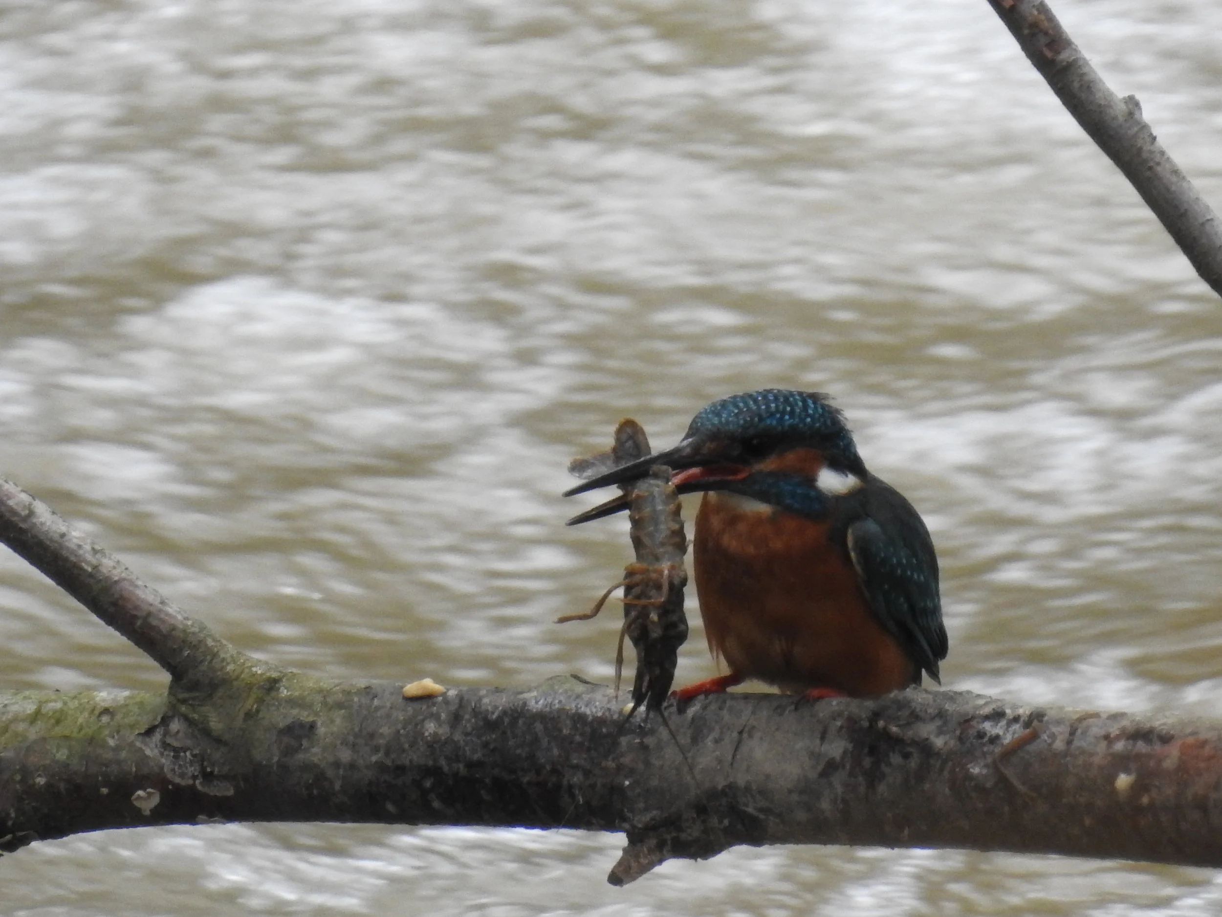  Guarda-Rios ( alcedo atthis ), Rio Lis: 24-06-2017. (Os guarda-rios alteraram os seus hábitos alimentares e trocaram os peixes pelos lagostins, uma espécie hoje mais abundante.) 
