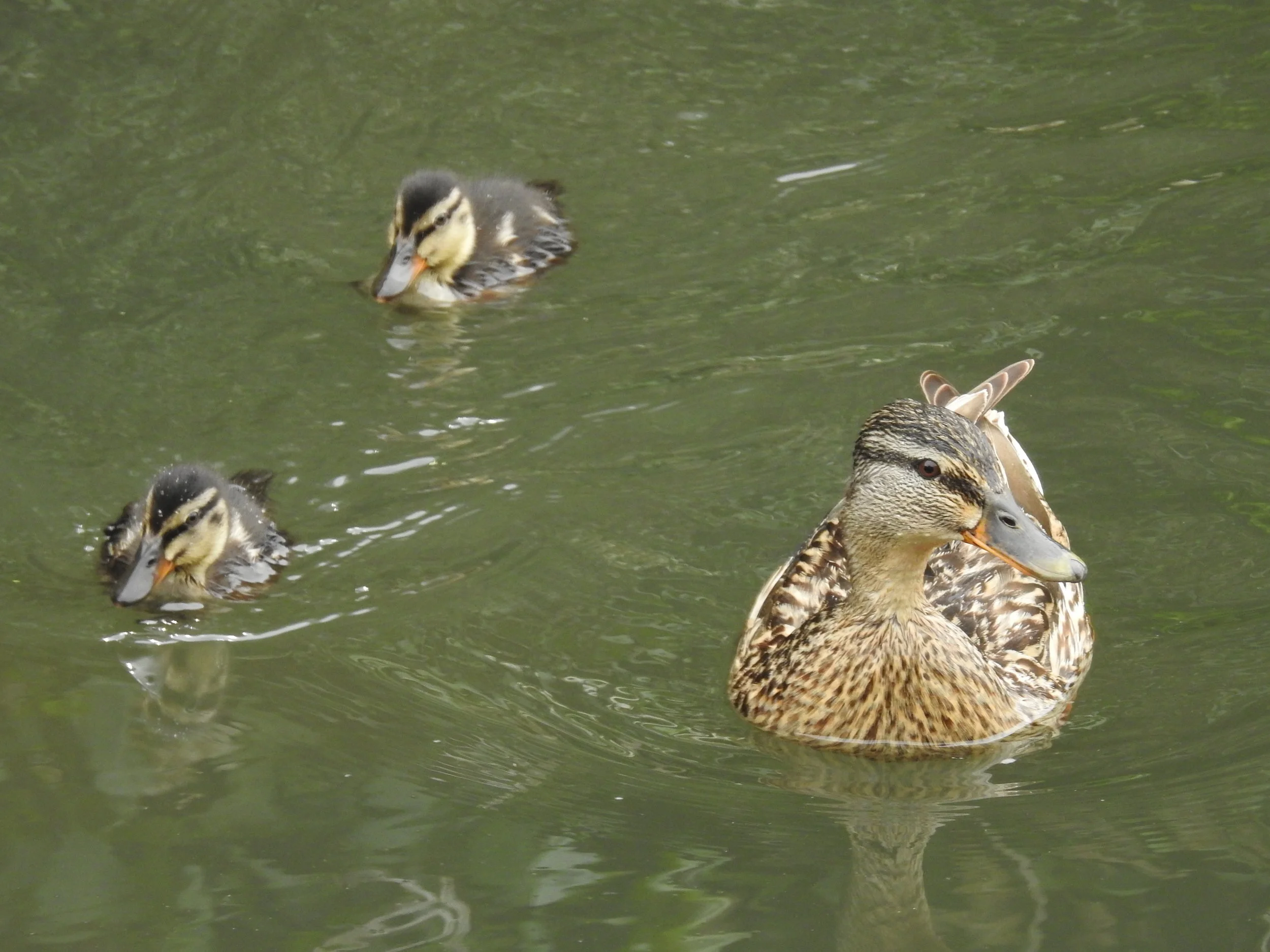 Pato-real ( Anas platyrhynchos ), Rio Lis: 24-06-2017. 
