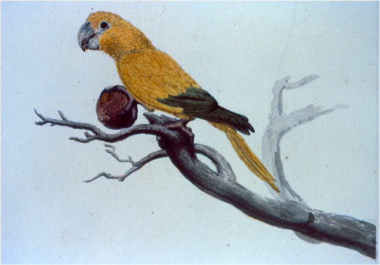 Figura 6. Ilustração de aratinga sol ( Aratinga solstitialis solstitialis ) realizada durante a «Viagem Philosophica» ao Brasil liderada por Alexandre Rodrigues Ferreira (no volume ‘ Desenhos de gentios, Animaes Quadrupedes, Aves, Amphibios, Peixes e Insectos da Expedição Philosophica do Pará, Rio Negro, Matto Grosso e Cuyabá. Originaes ’ do acervo do Museu Nacional de História Natural e da Ciência da Universidade de Lisboa) Autor: José Joaquim Freire (1786?) Fonte: http://www.museus.ulisboa.pt/en/node/1674