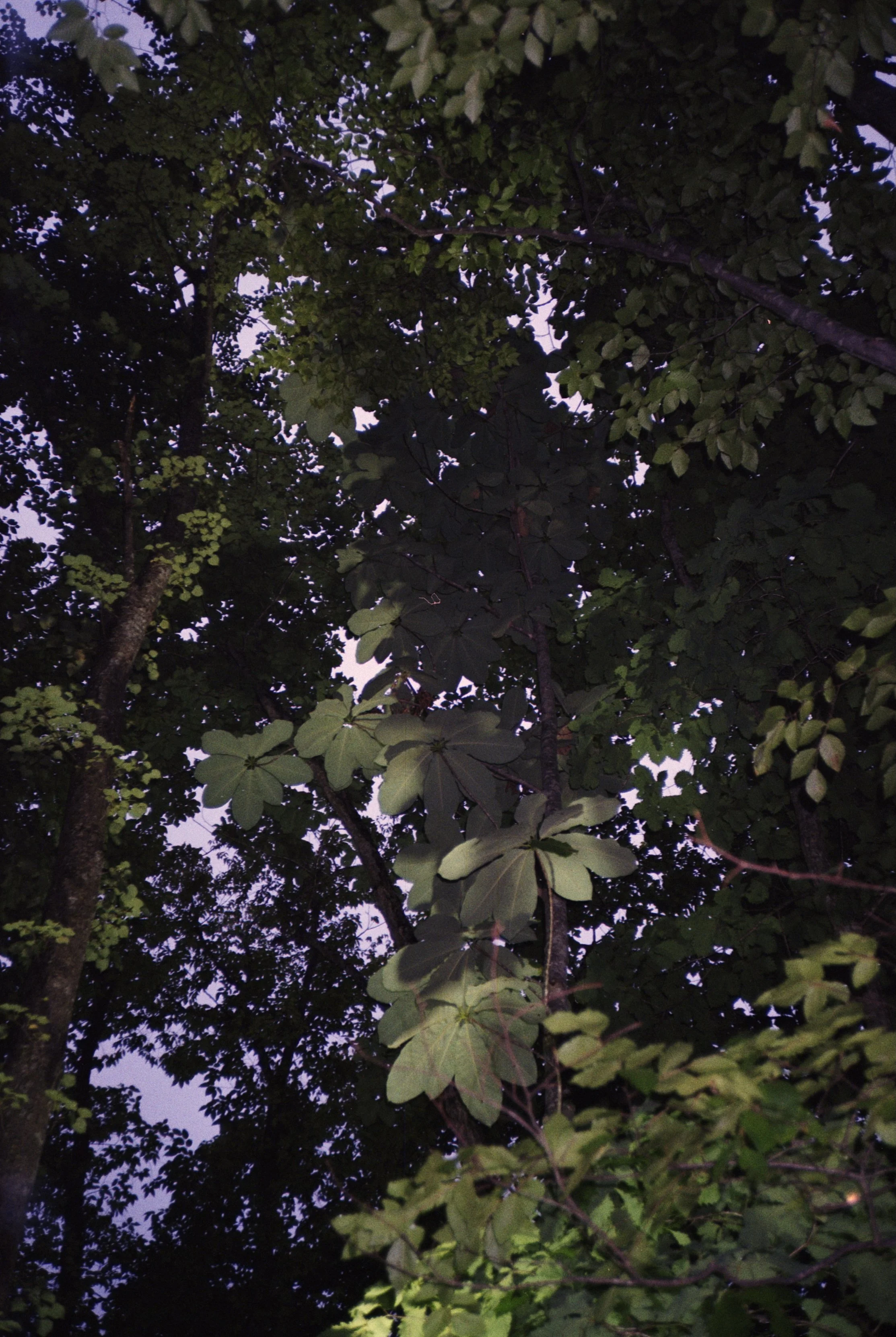 floresta hokkaido.jpg