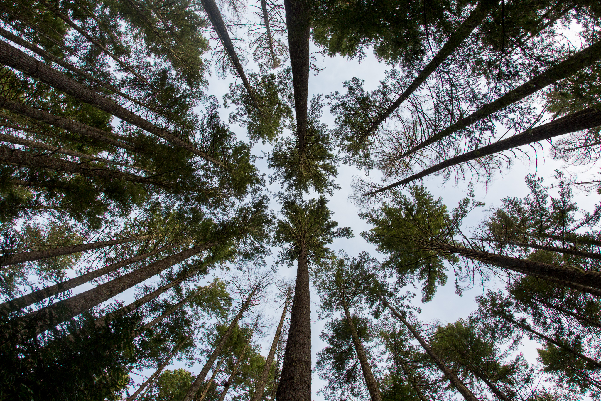 An image of trees in Olympic National Park which requires a lot of dynamic range.