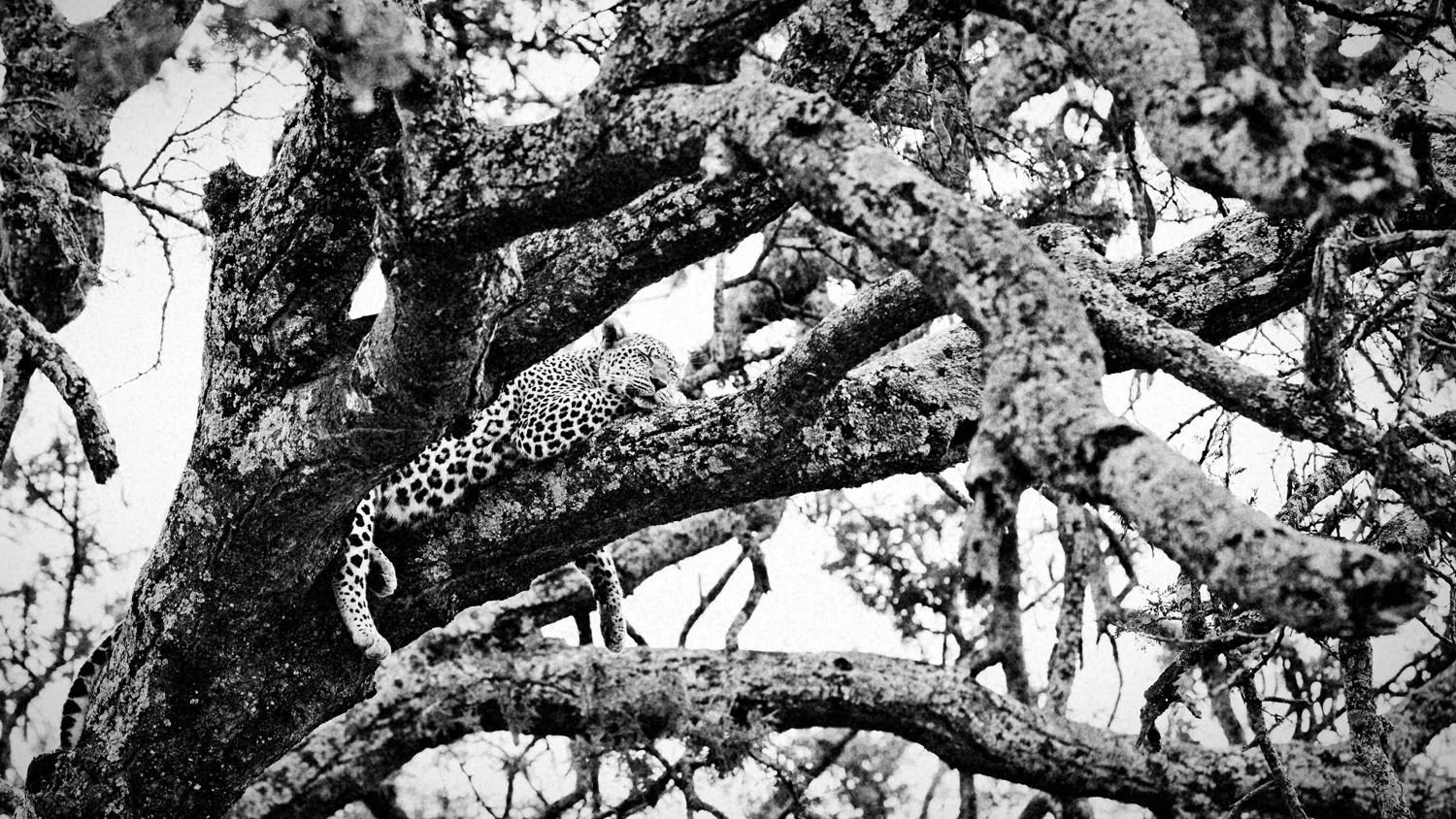 Serengeti - Tanzania