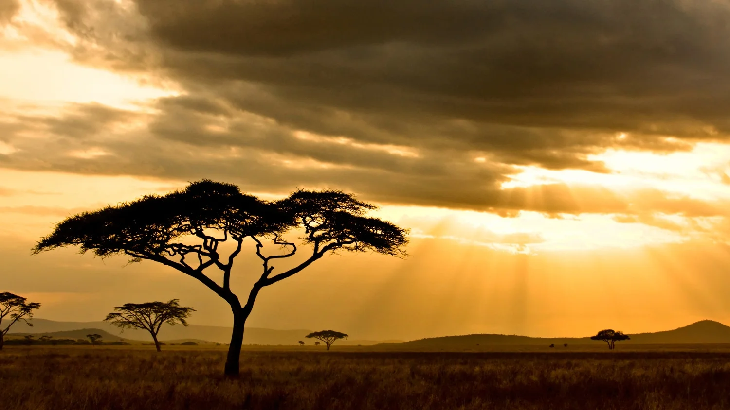 Serengeti - Tanzania