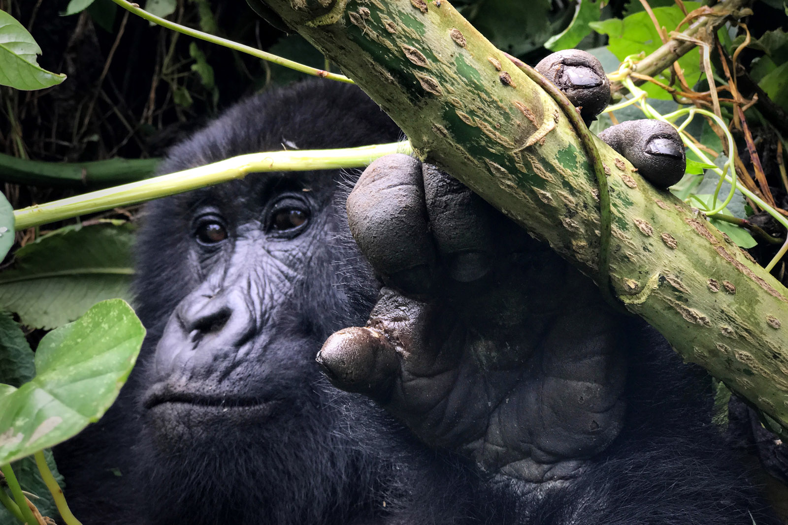  These silverbacks spend all day tearing up plants, eating bamboo, and beating their chest. It’s a rare and special experience to witness them in the wild. 