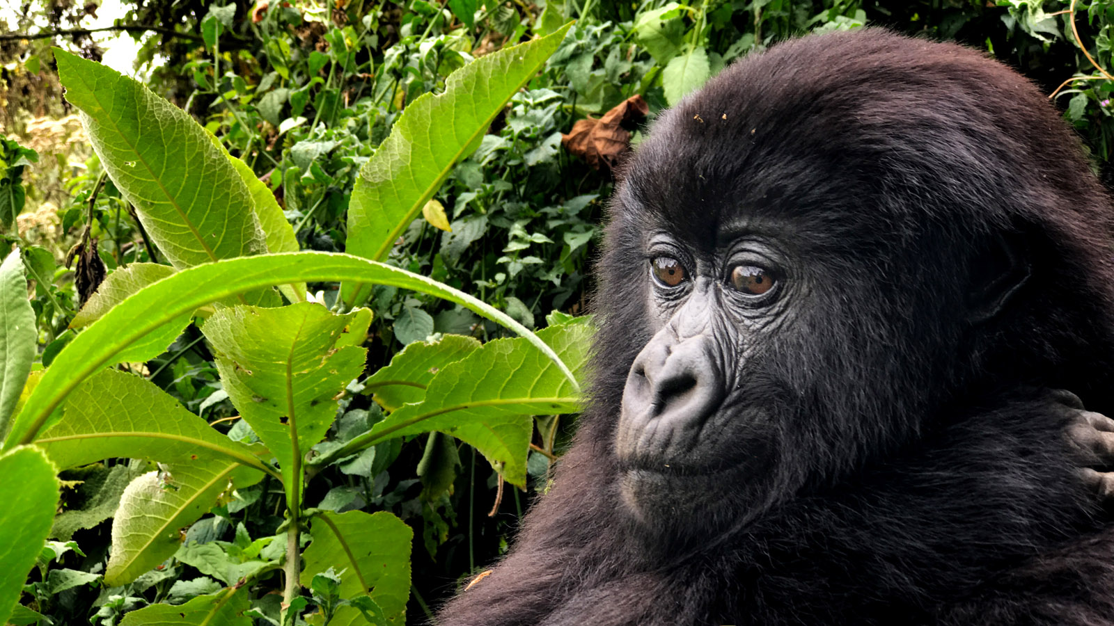  Up close with a young blackback mountain gorilla.&nbsp;Shot on iPhone 7 Plus in Volcanoes National Park, Rwanda. 